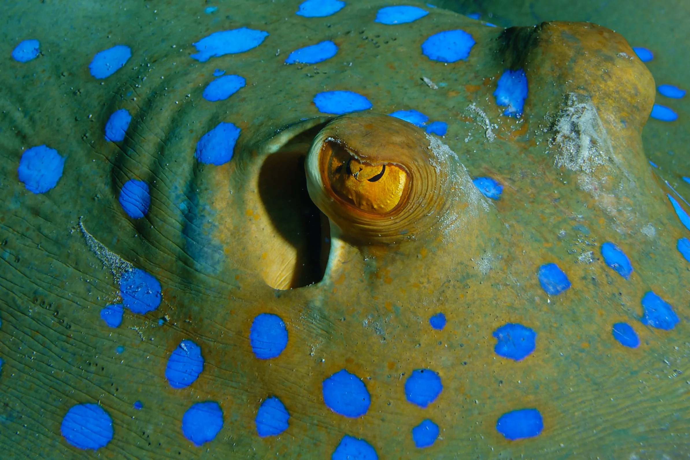 Blue Spotted Stingray - Egypt Marine life