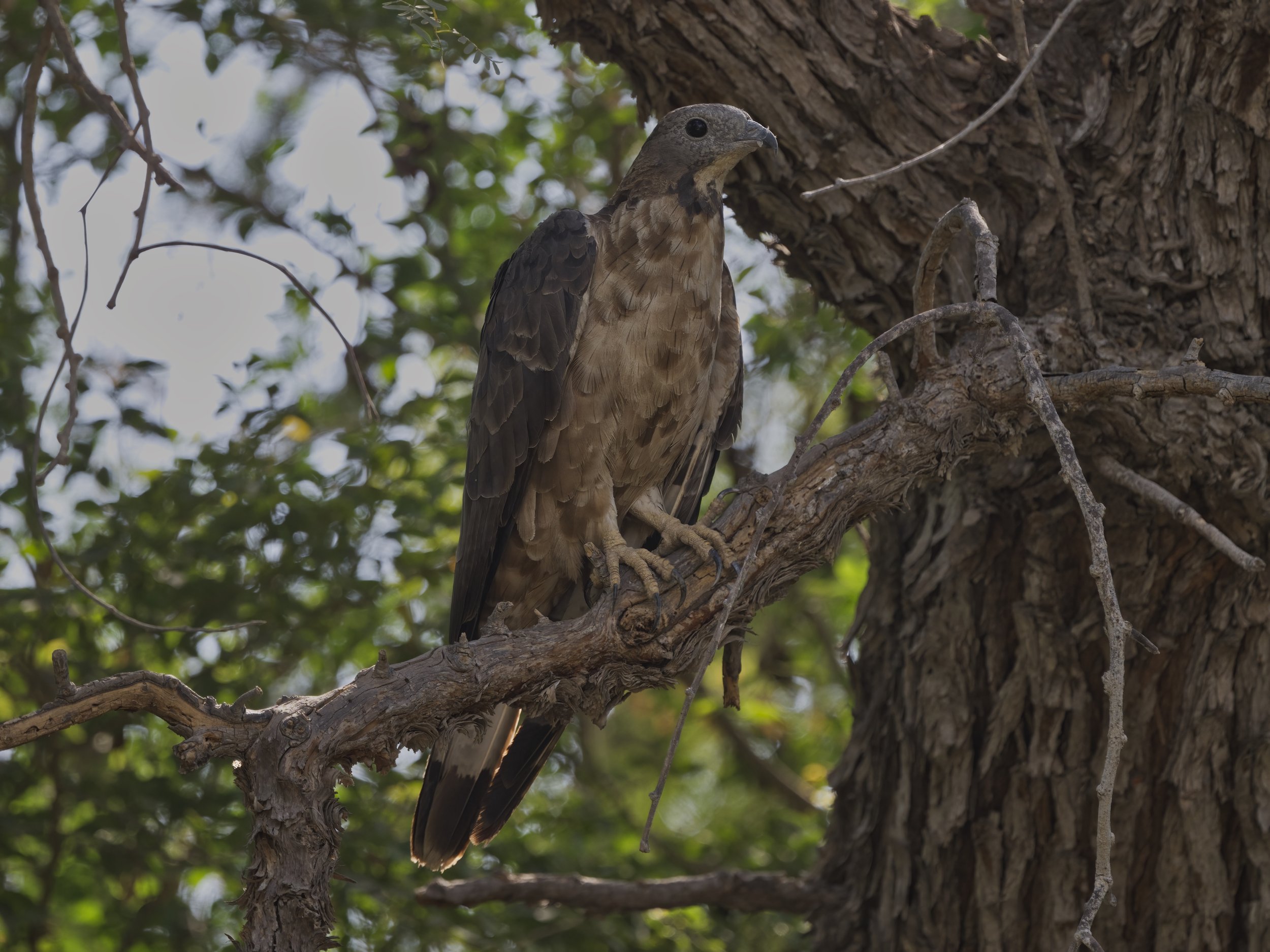 Crested Honey Buzzard - UAE UAE