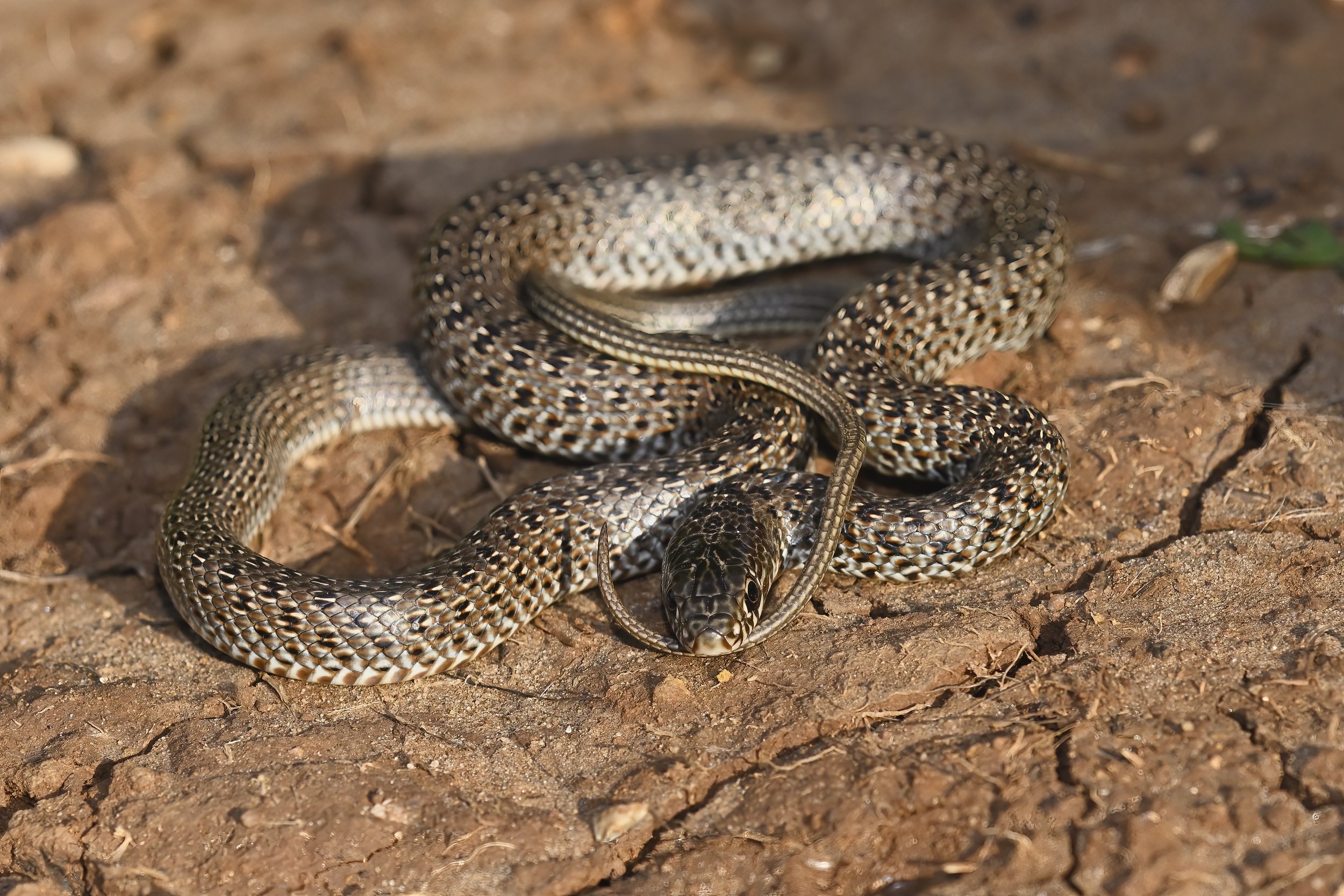 Juvenile Large Whip Snake (Dolichophis jugularis)