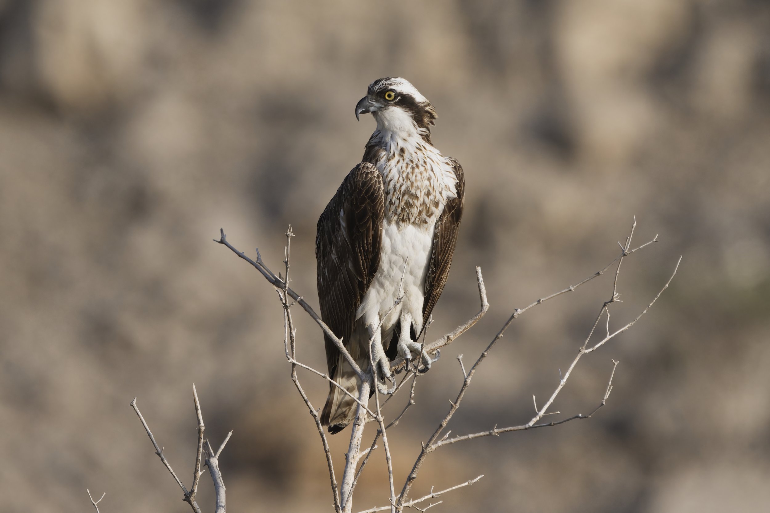 Birds watching trips UAE
