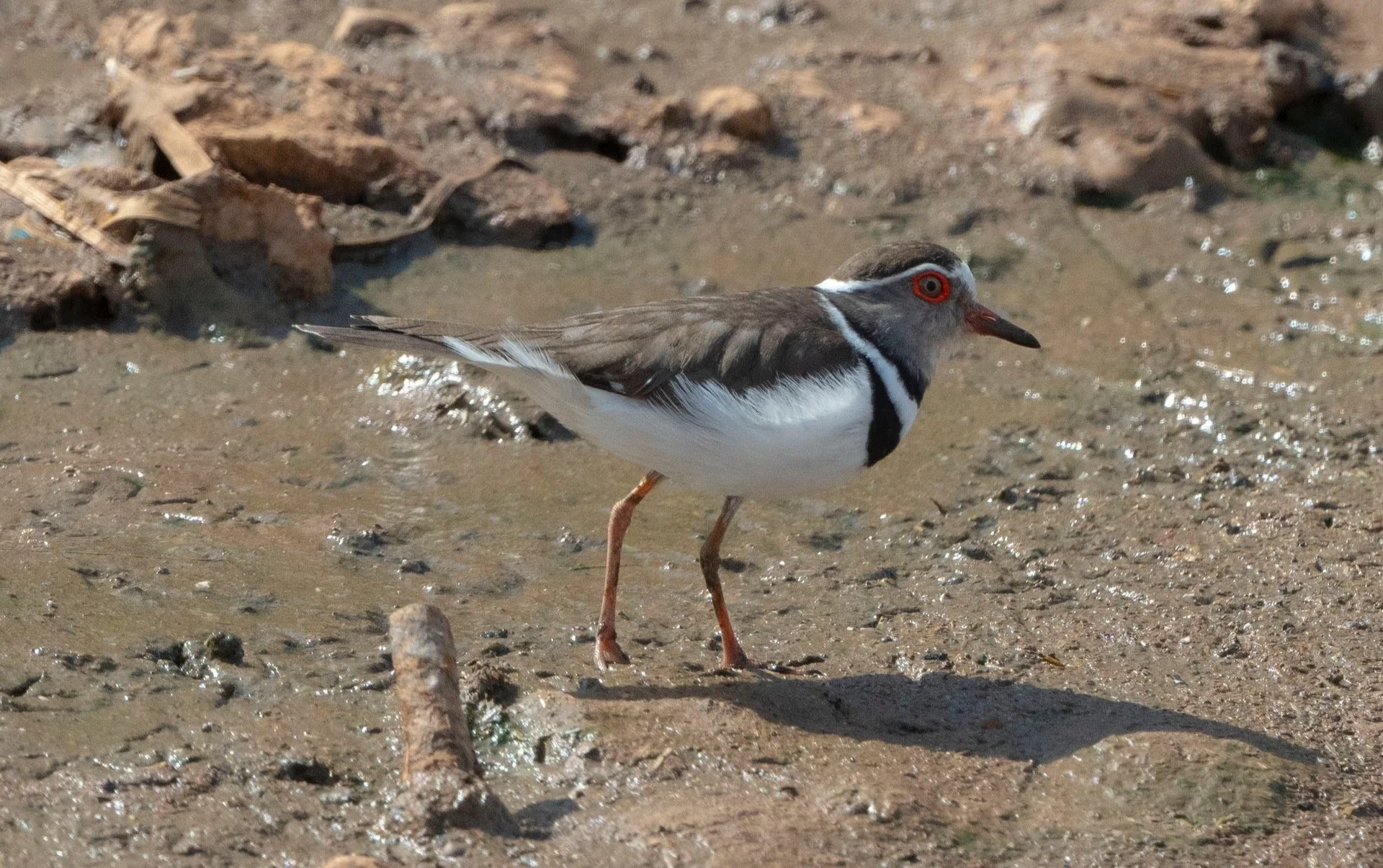 Three-banded Plover first record Michel Sawan
