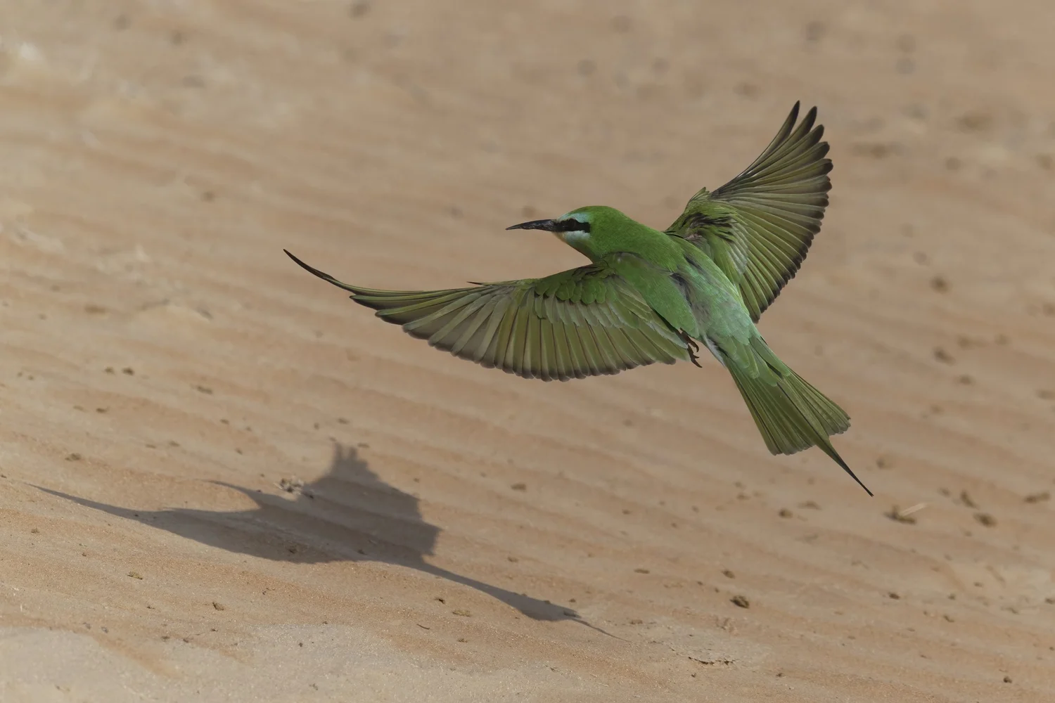 Blue-cheeked Bee-eater, UAE