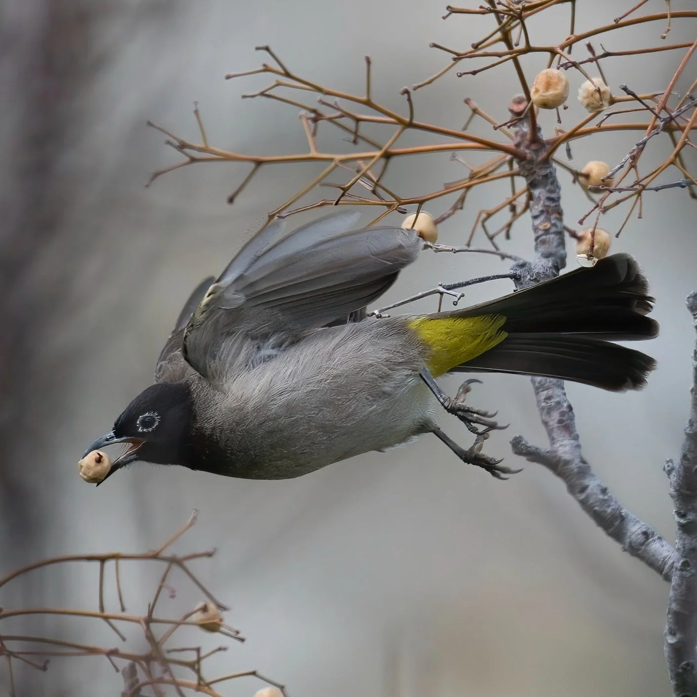 White-spectacled Bulbul \ Pycnonotus xanthopygos
