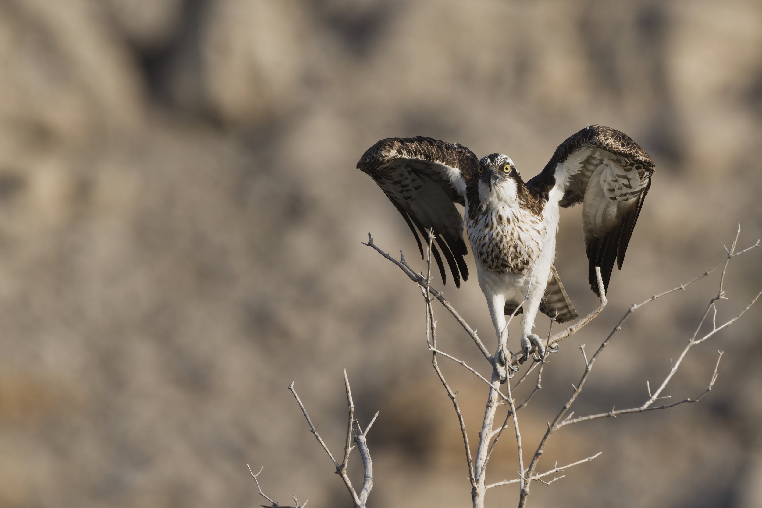 Birds photography trips UAE