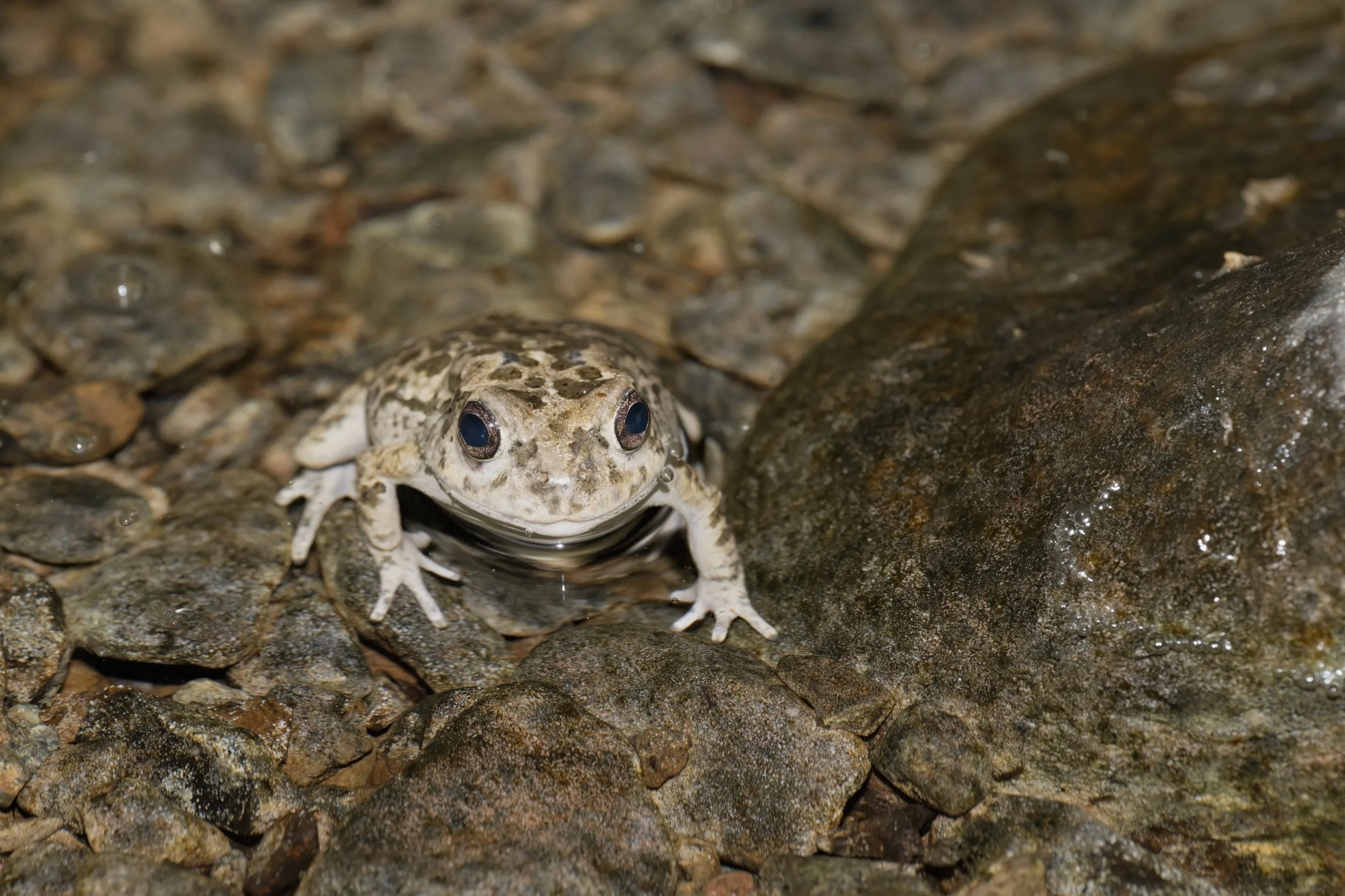 Arabian Toad (Sclerophrys arabica)