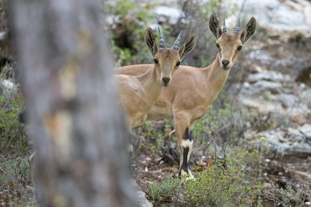 Nubian Ibex (Capra nubiana) Lebanon