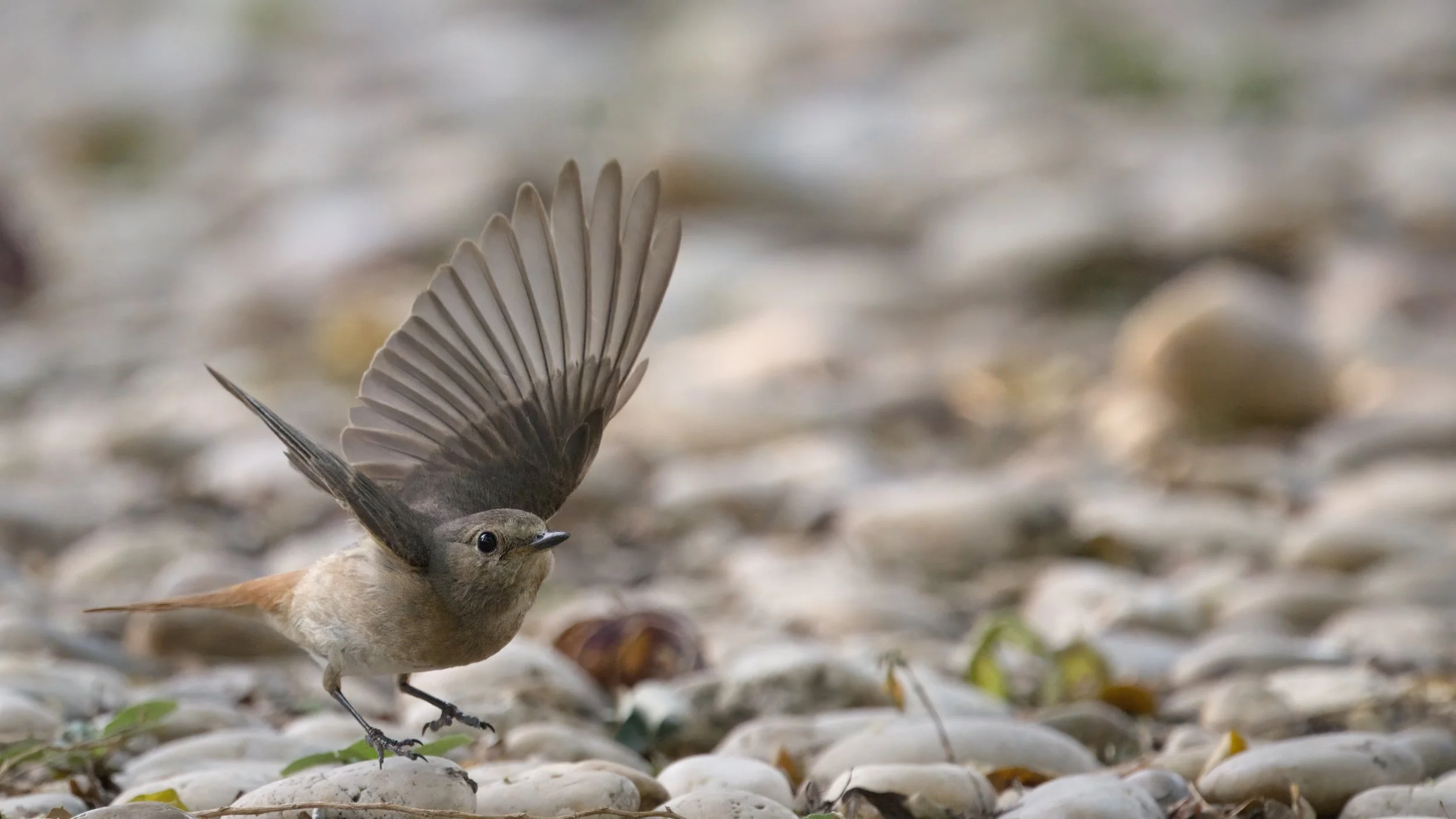 Common Redstart_Z097339.jpeg
