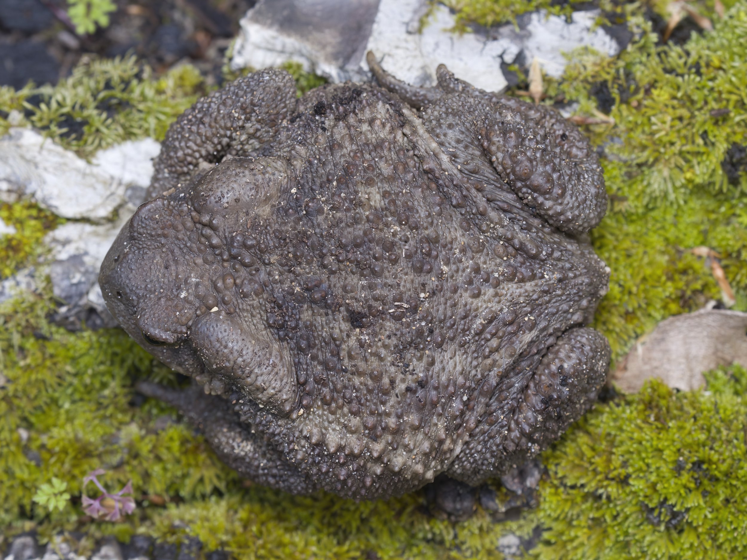 Toads Reptiles