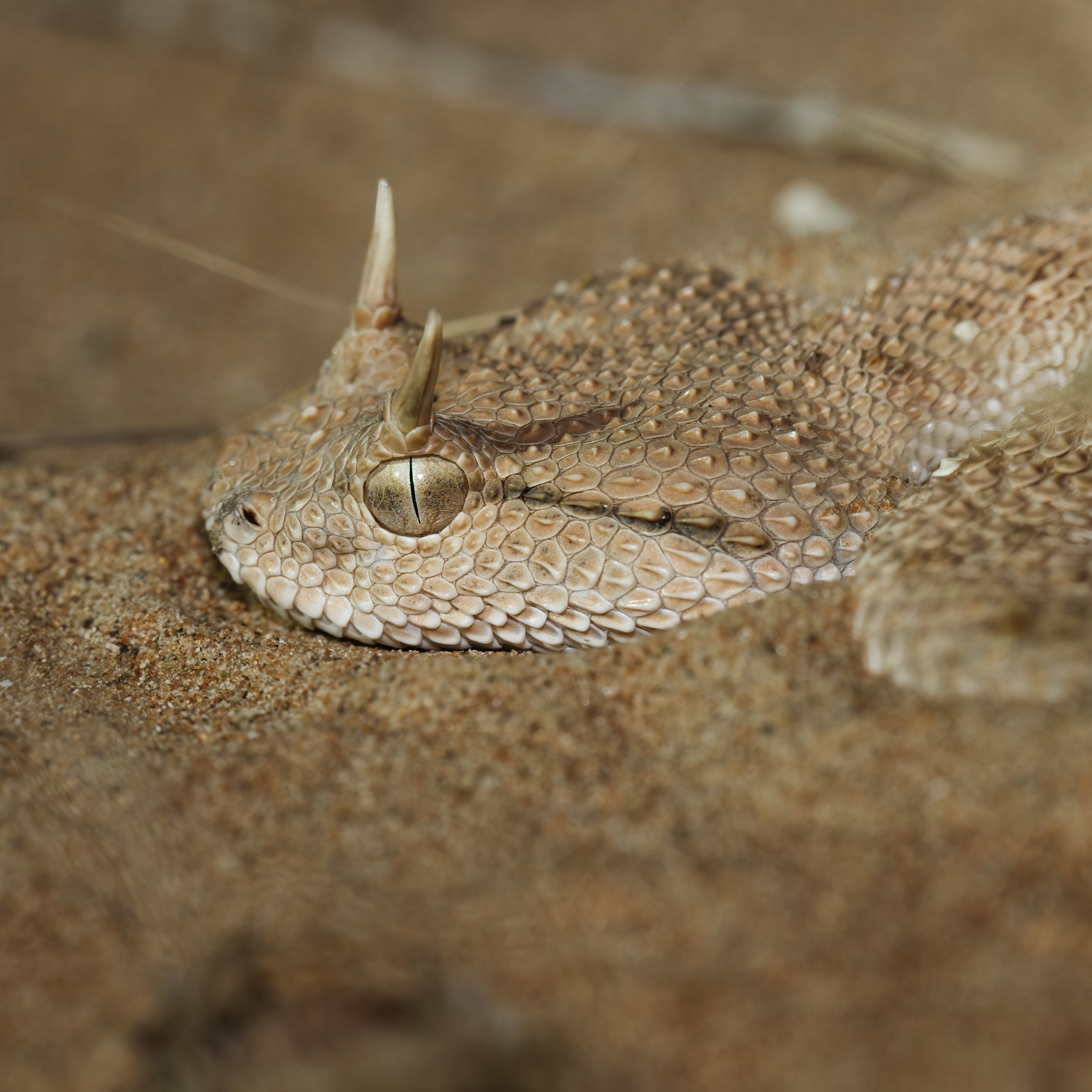 Arabian Horned Viper_Z090685.jpeg