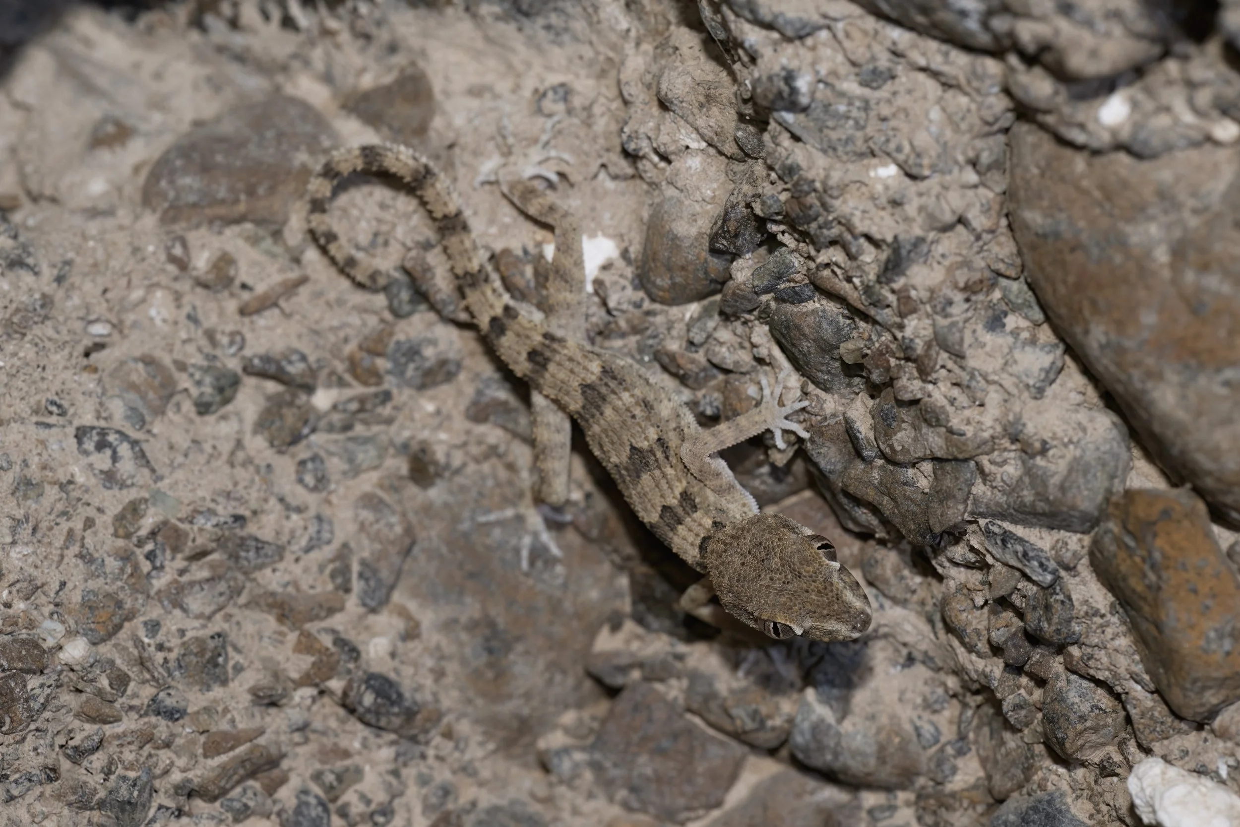 Hajar Banded Ground Gecko\Trachydactylus hajarensis