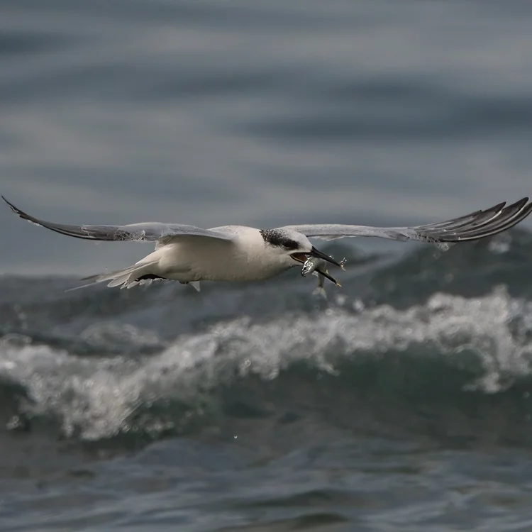 Seabird flying over a wave off Lebanon
