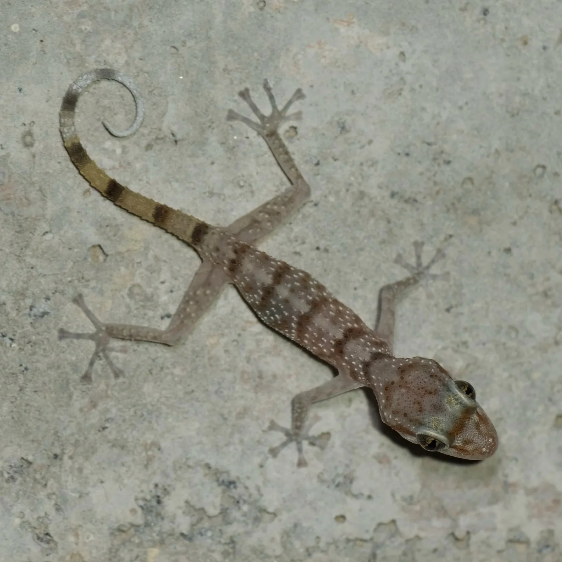 Mammals of Lebanon