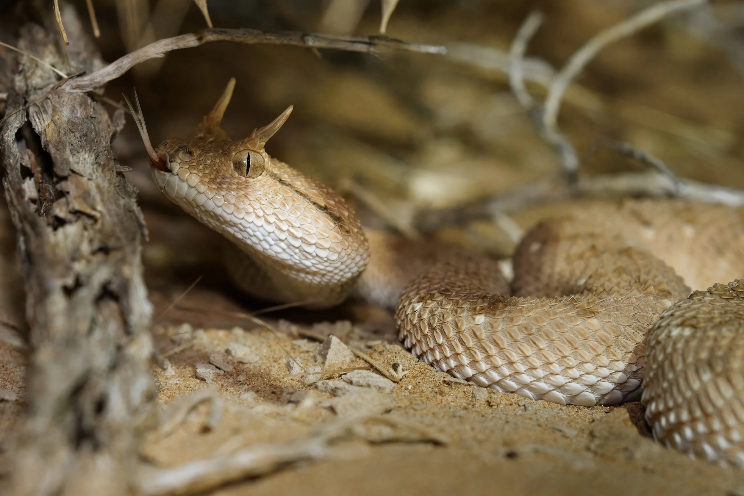 Arabian Horned Viper_Z090556.jpeg