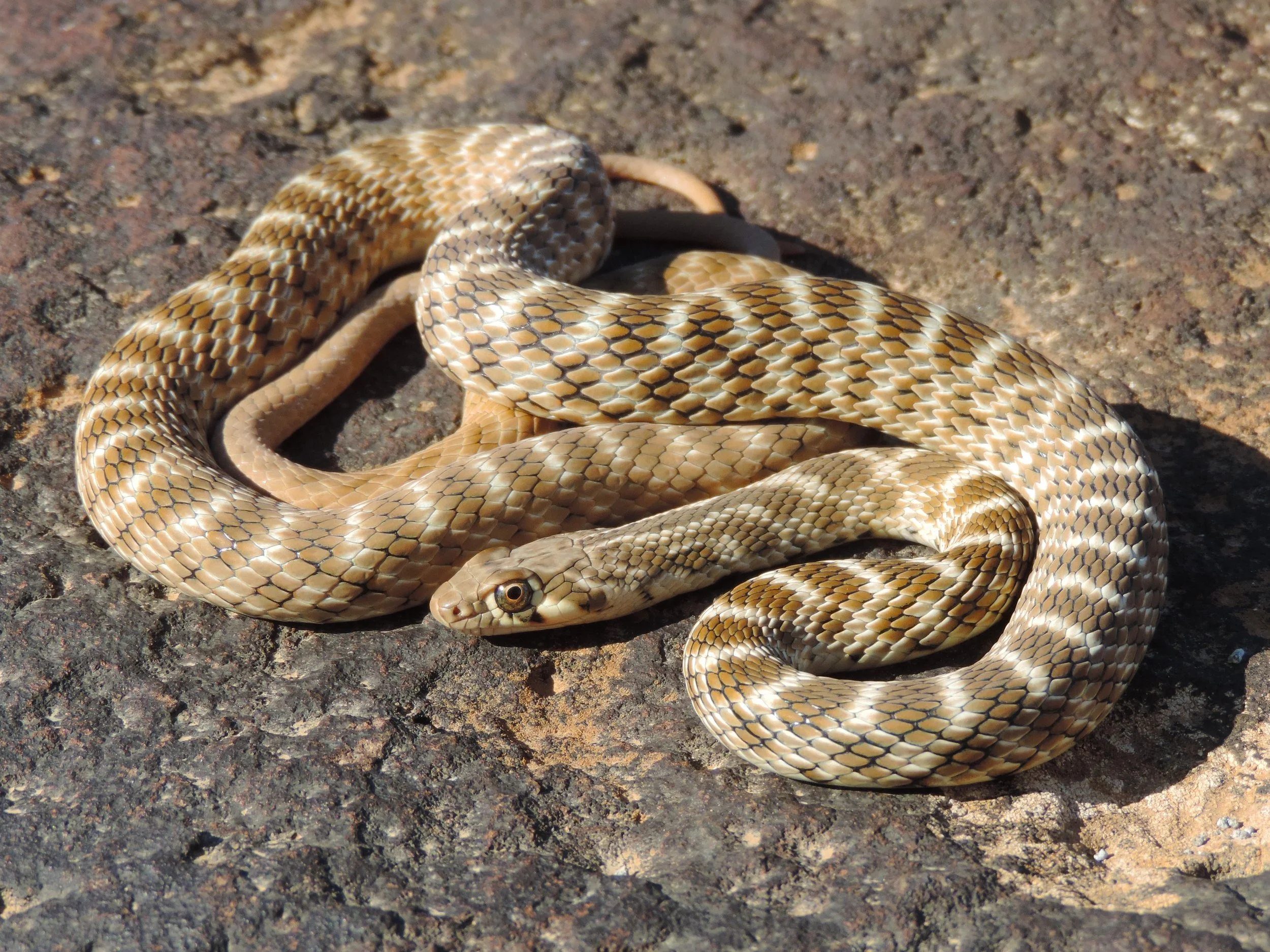 Roger’s Racer snake (Platyceps rogersi) in the northern Beqaa Valley, Lebanon.