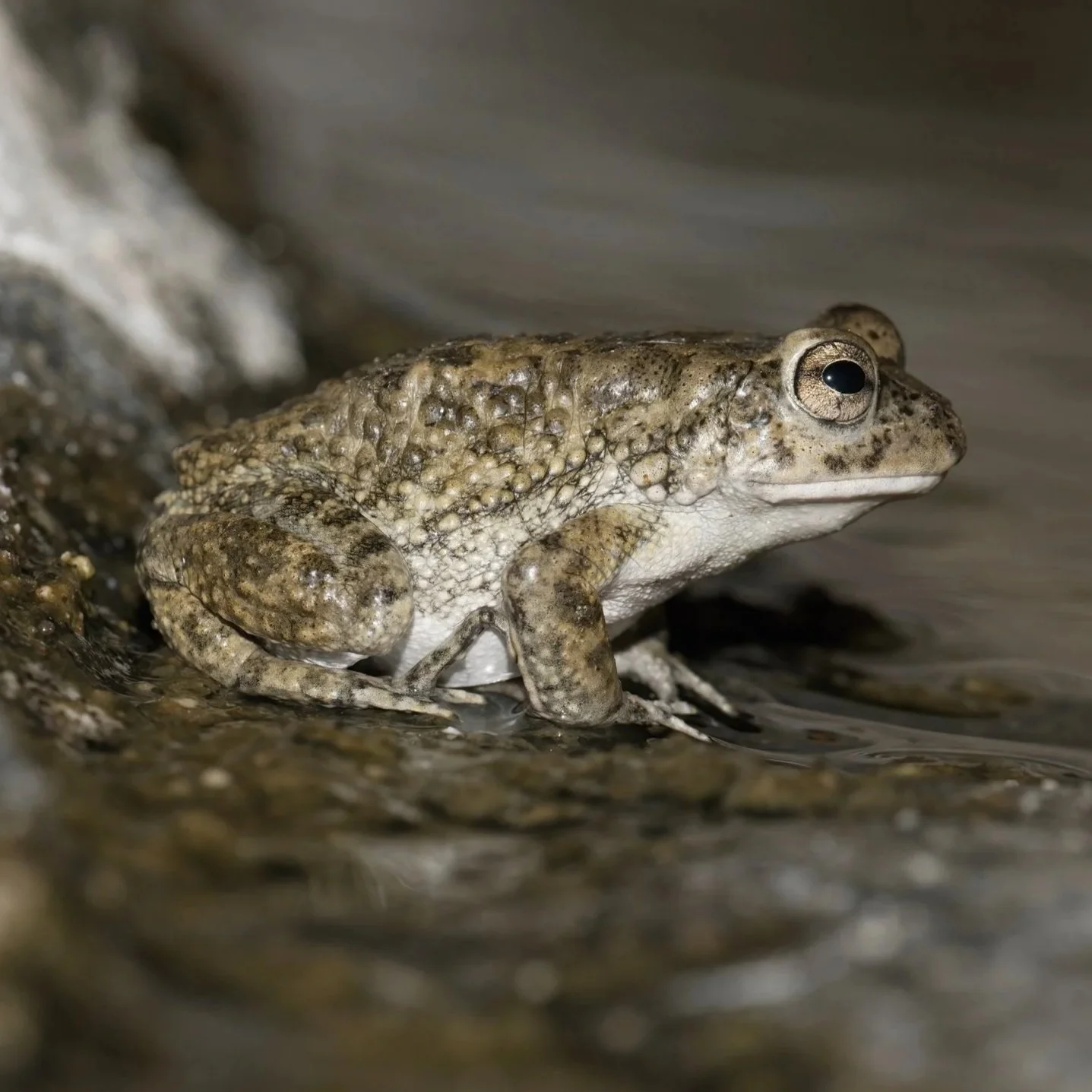 Amphibians Photos Gallery