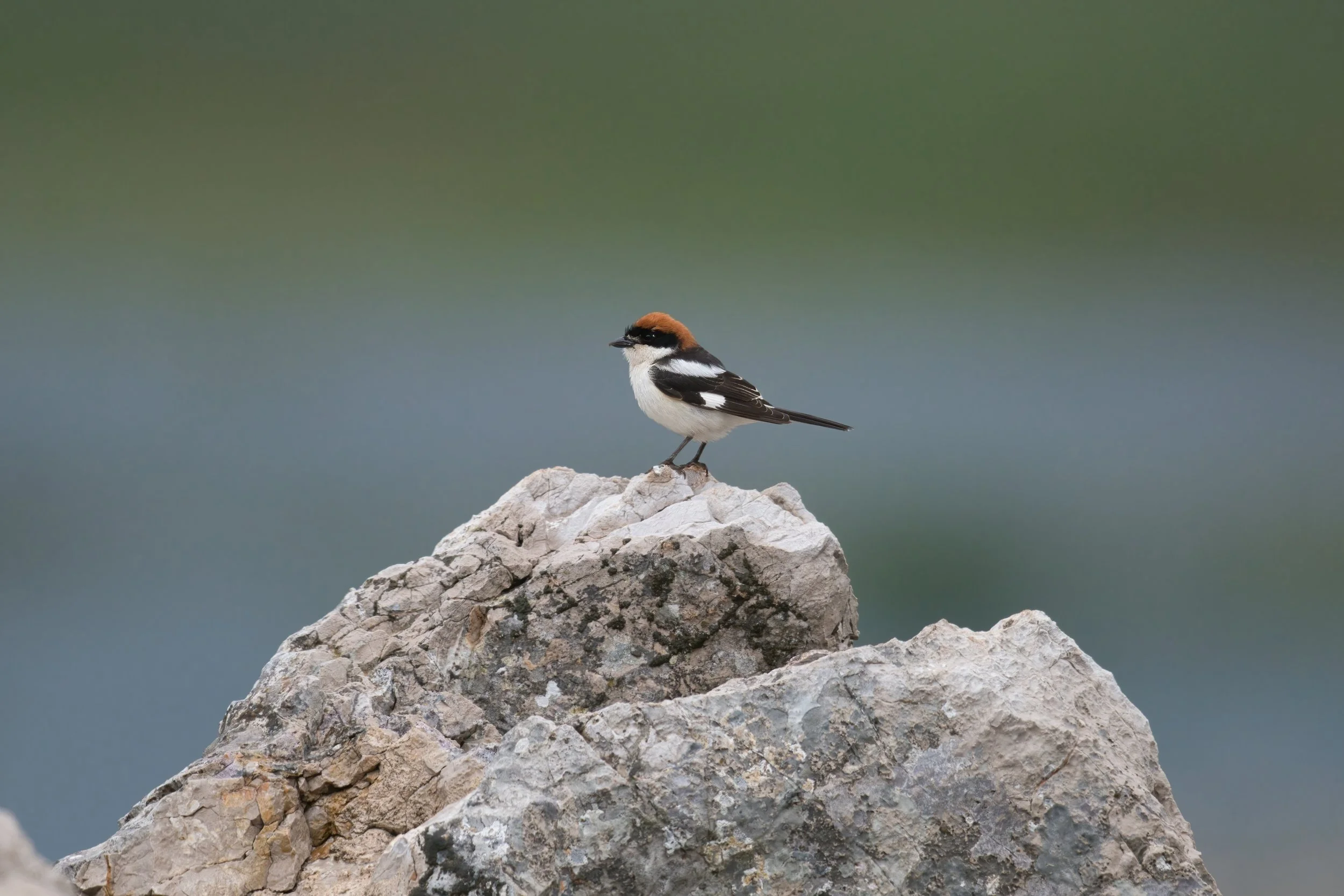 Woodchat Shrike 850_1999.jpeg