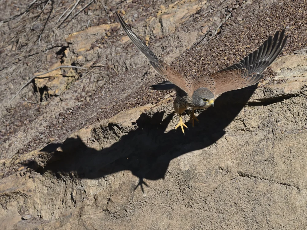 Eurasian Kestrel — Eurasian Kestrel Defending the Territory