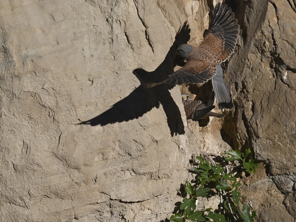 Eurasian Kestrel — Eurasian Kestrel Checking on The Family