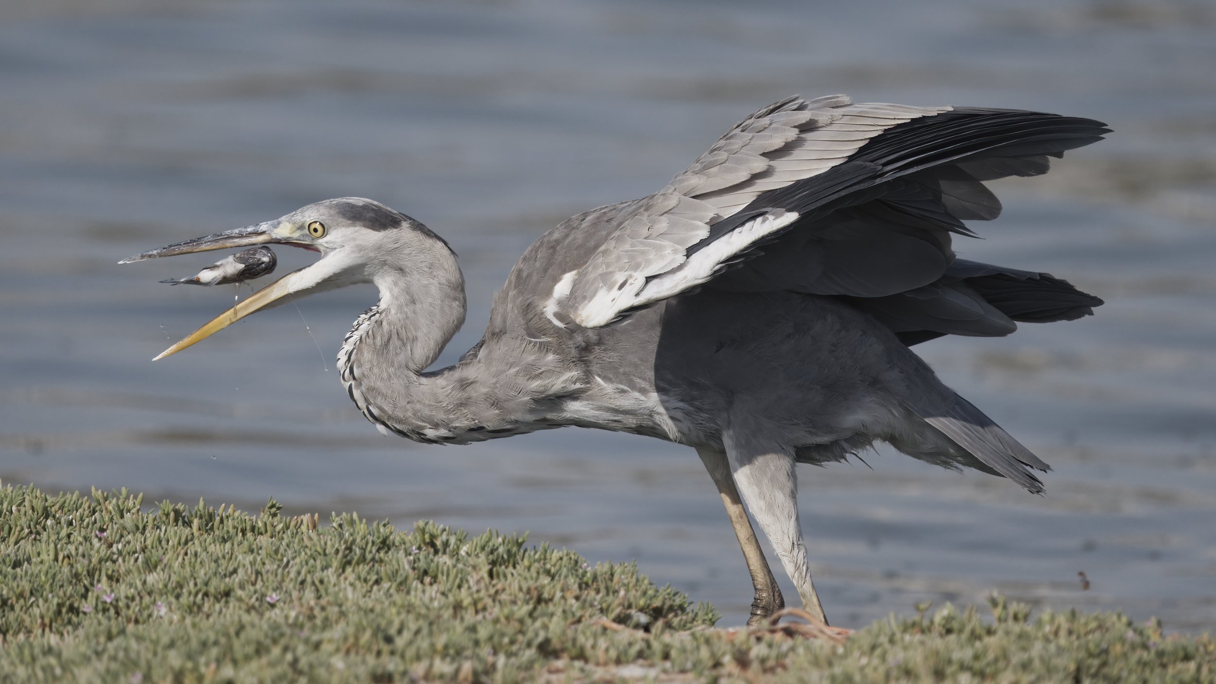 Birds of UAE United Arab Emirates