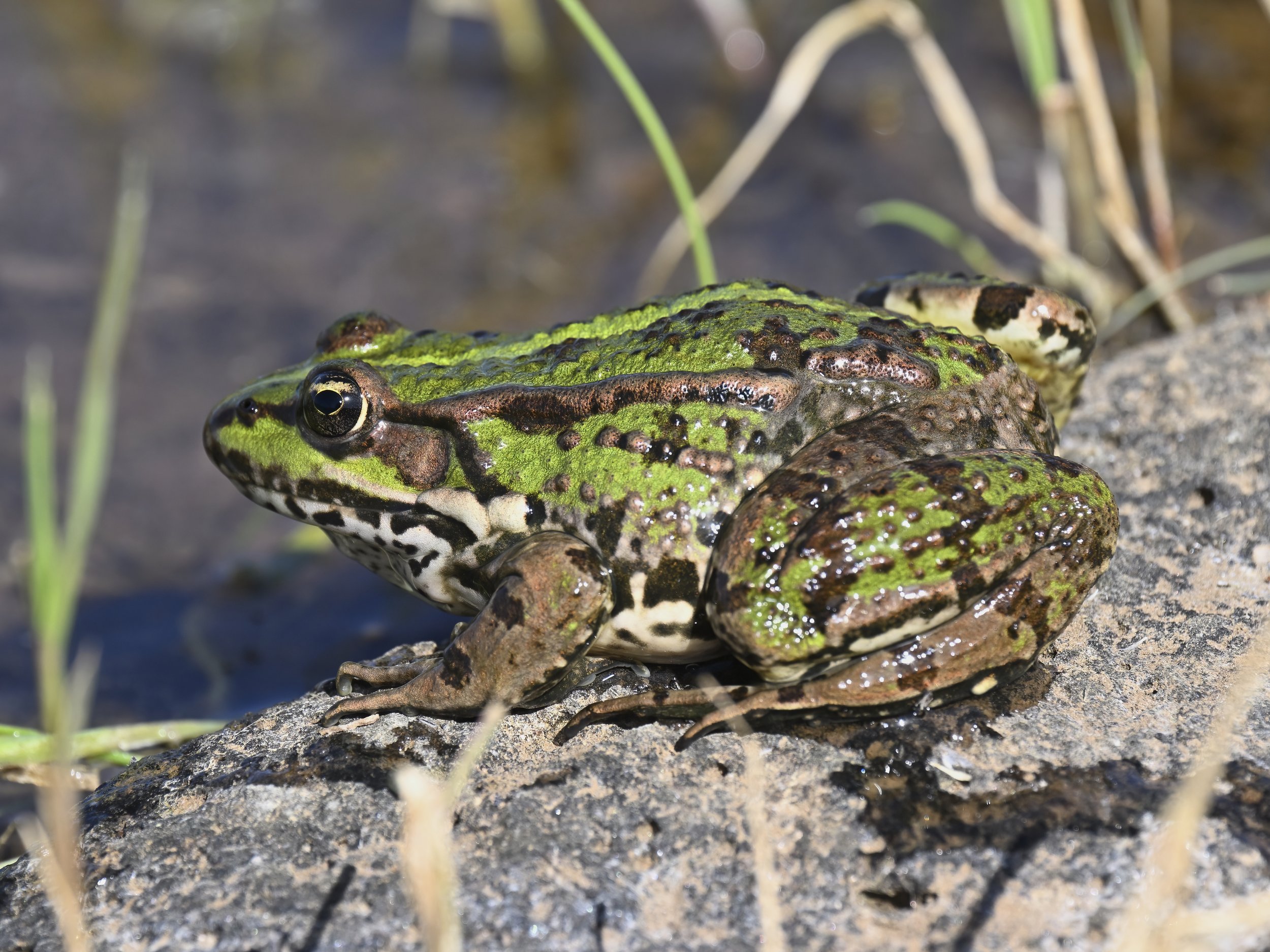 Levant Water Frog ( Pelophylax bedriagae ) Frog, NonPoisonous,Lebanon