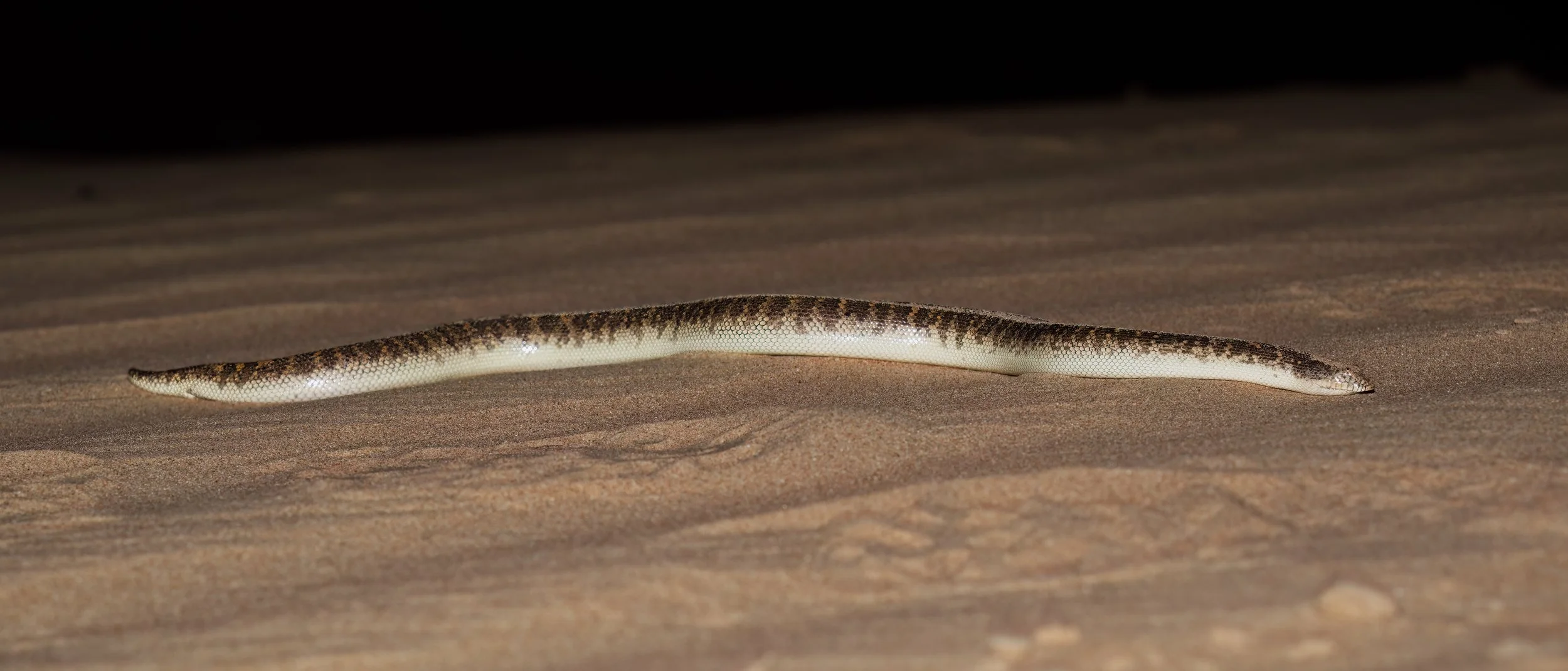 Arabian Sand Boa_Z091063.jpeg