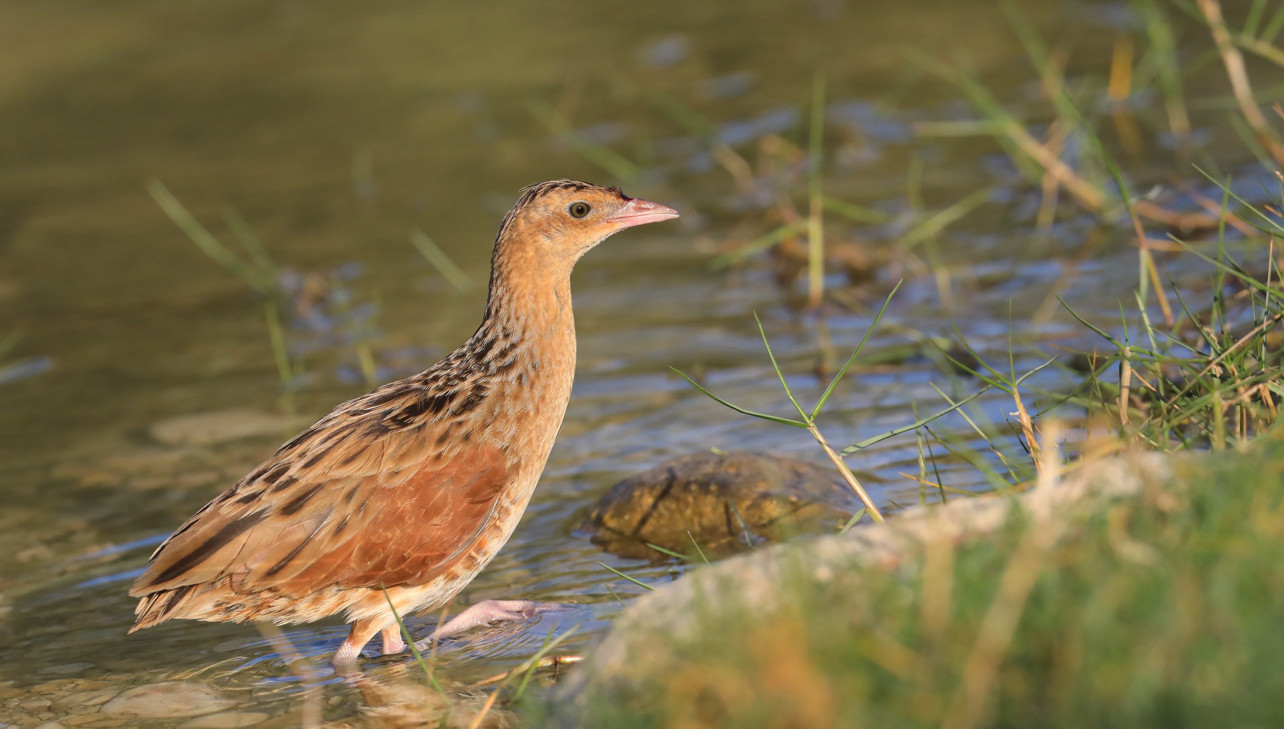 Photo Credit: Paul Kinnock