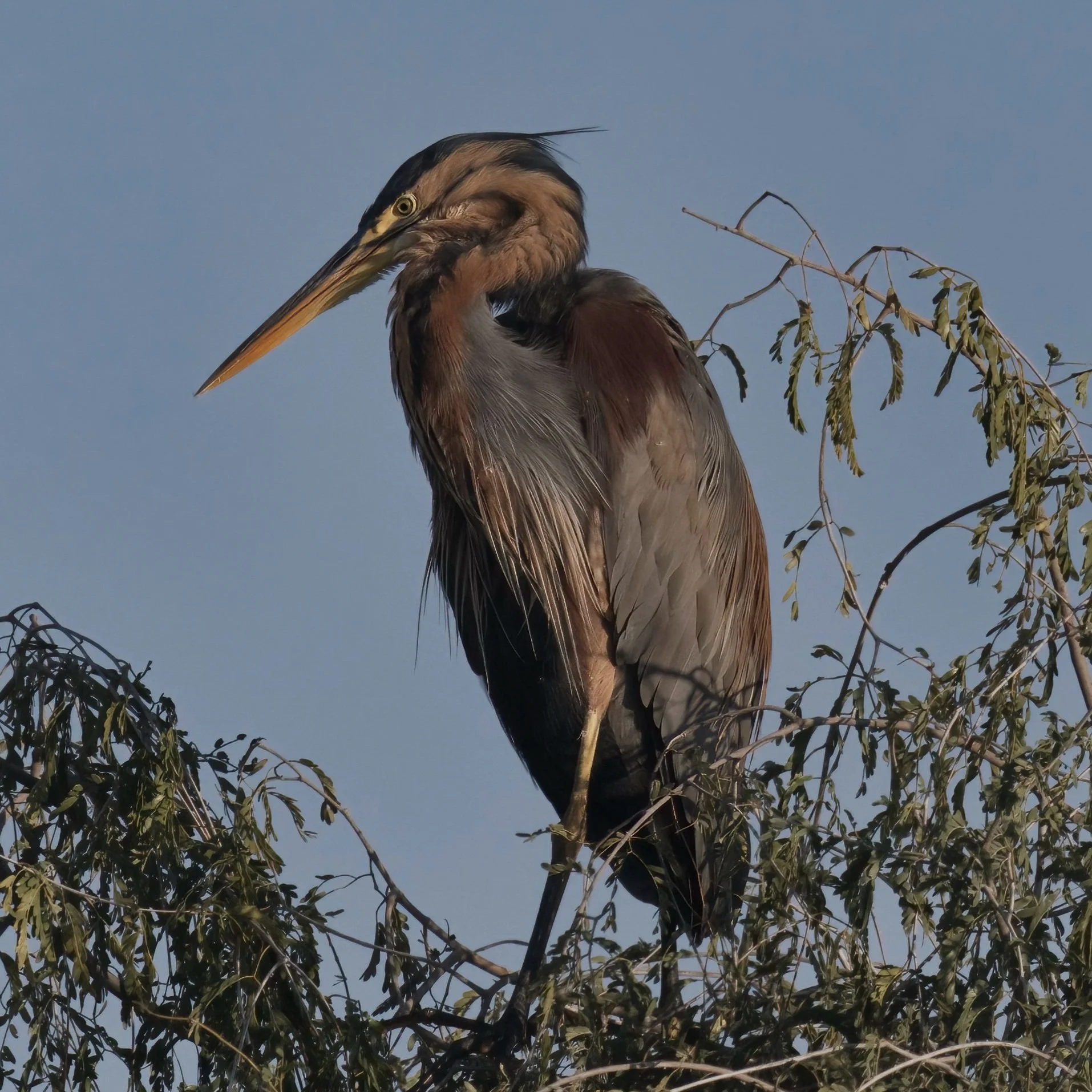 Purple Heron (Ardea purpurea)