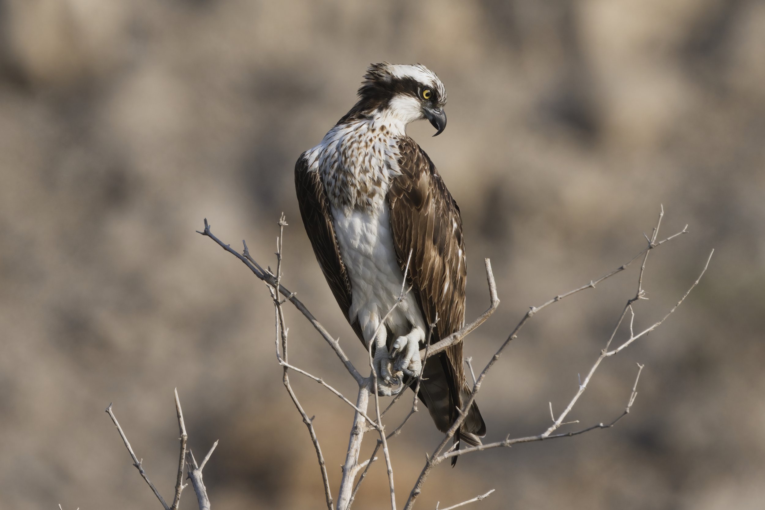 Birds watching trips UAE