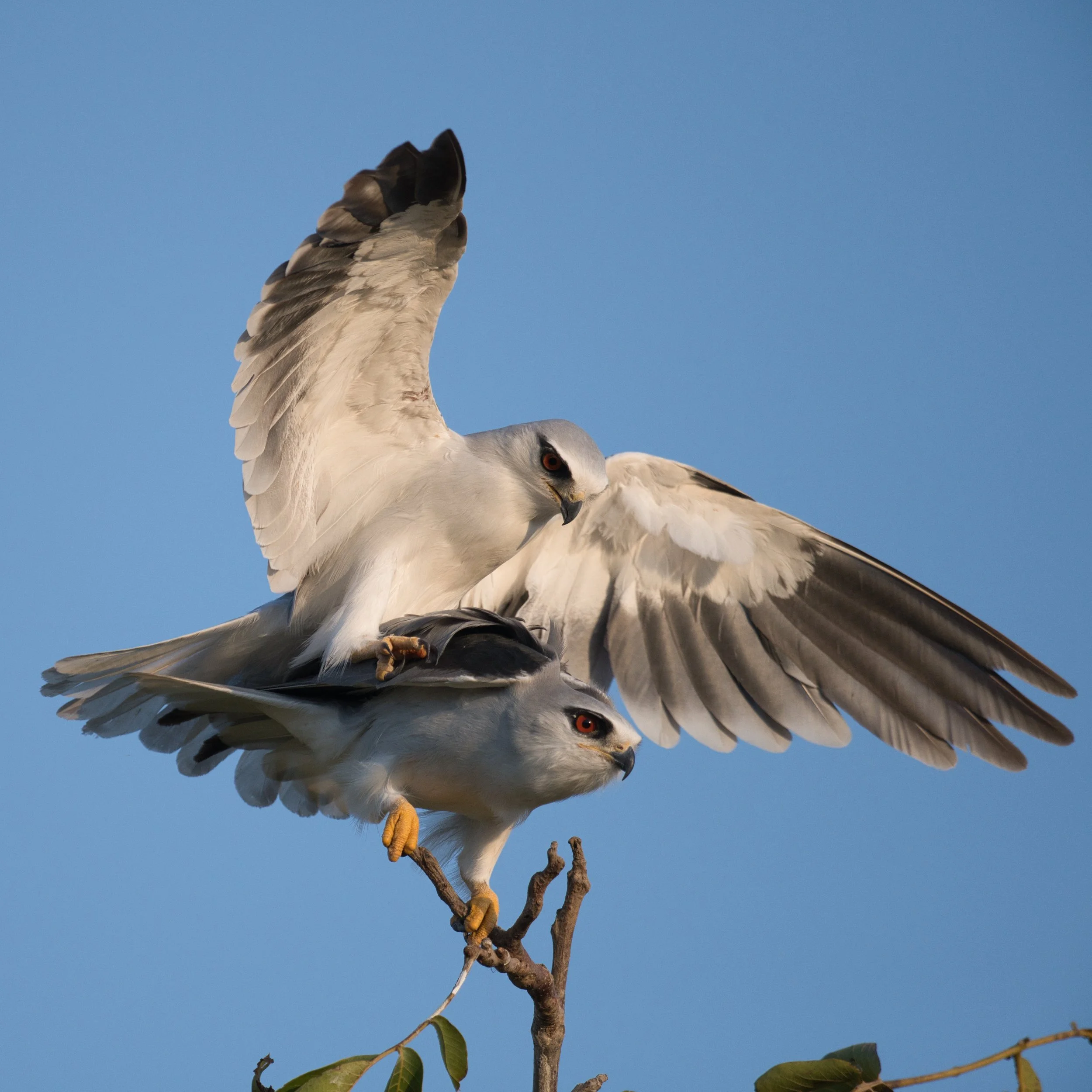 Birds mating