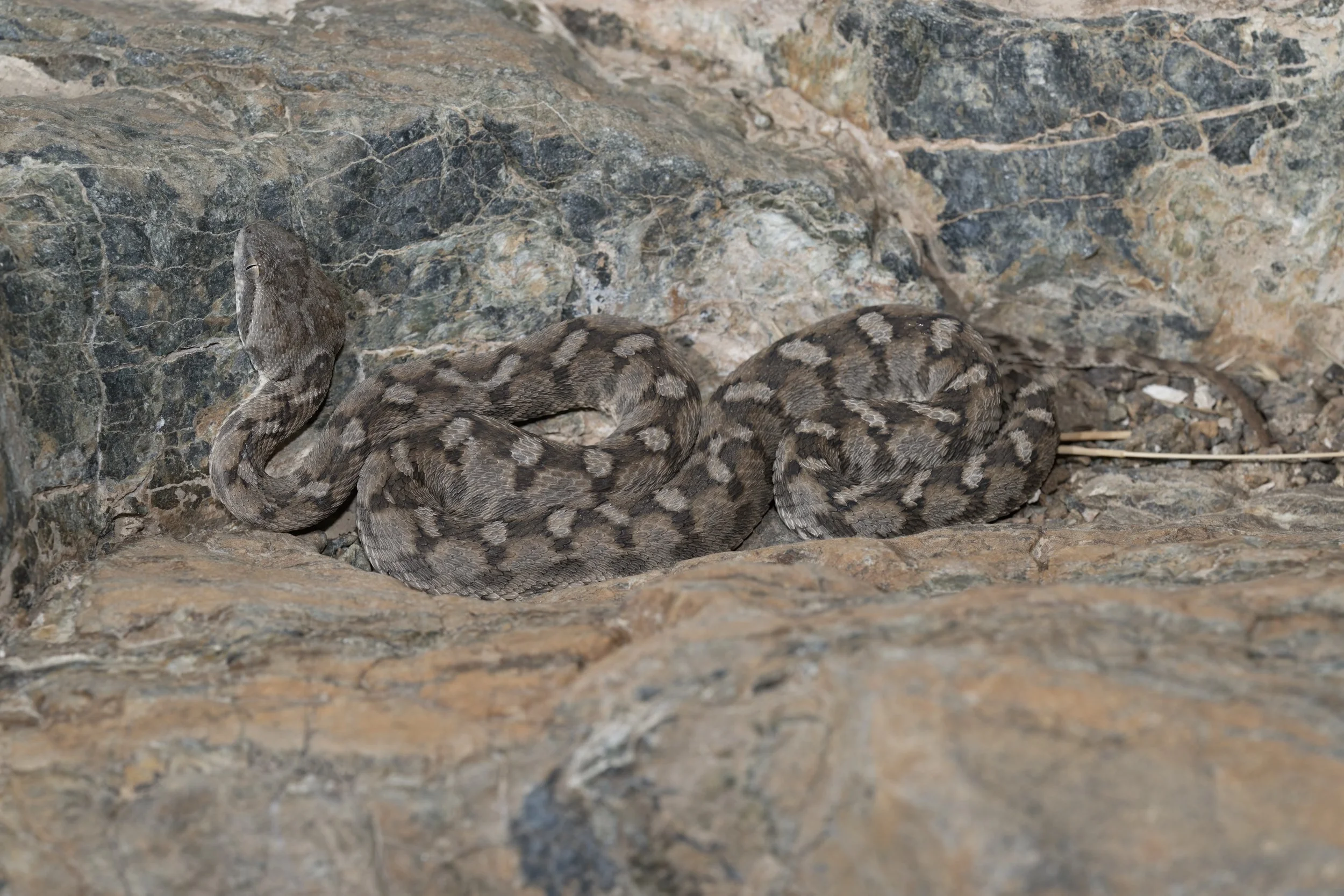 Hajar Saw-scaled Viper_Z091694.jpeg