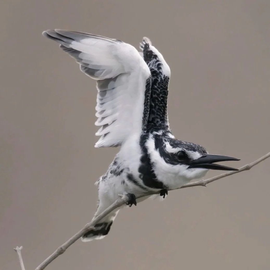 wildlife photography at wetlands