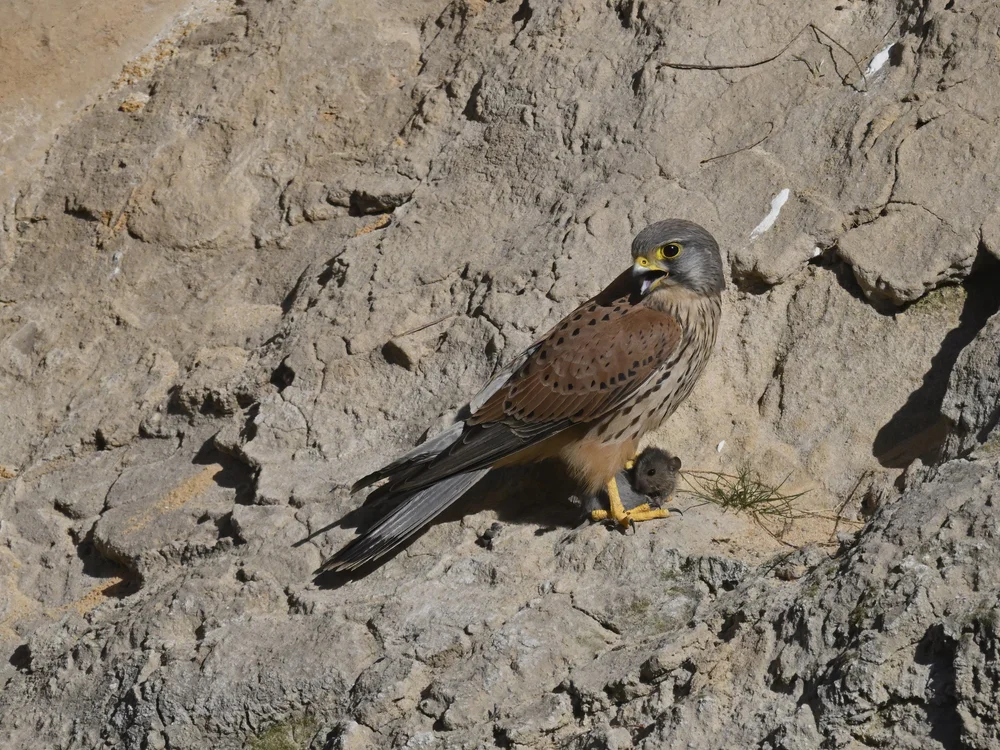 Eurasian Kestrel — Eurasian Kestrel Food Time