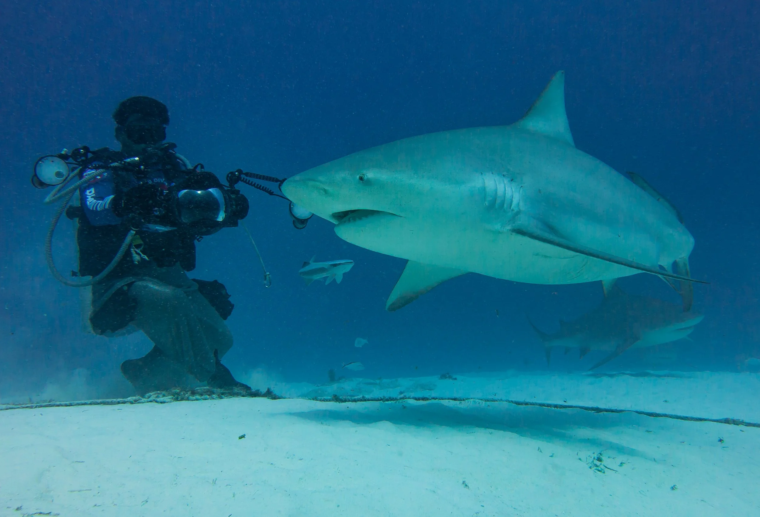 Bull Shark - Mexico Marine life