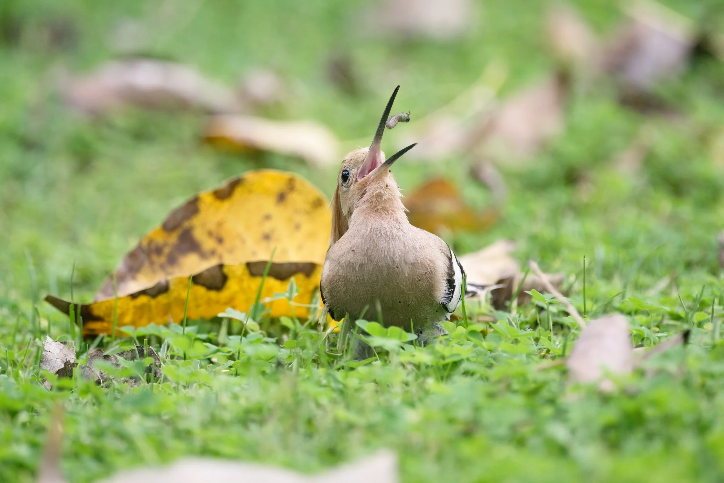 Eurasian Hoopoe (هدهد أوراسي)