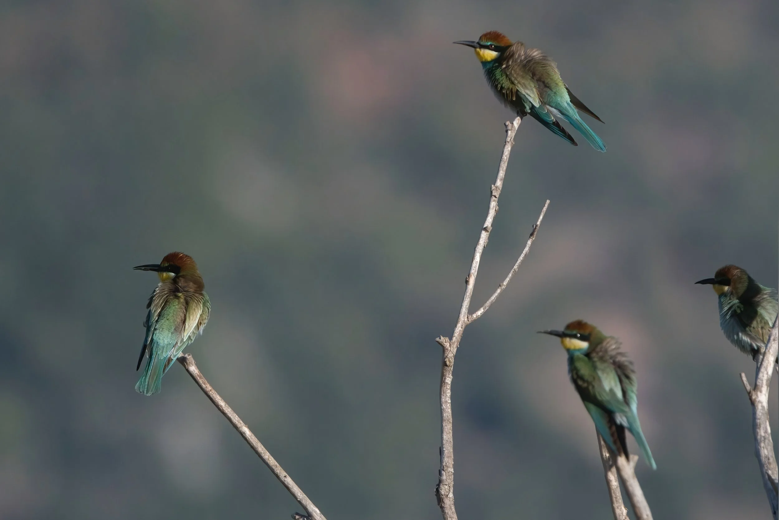 European Bee-eater \ Merops apiaster