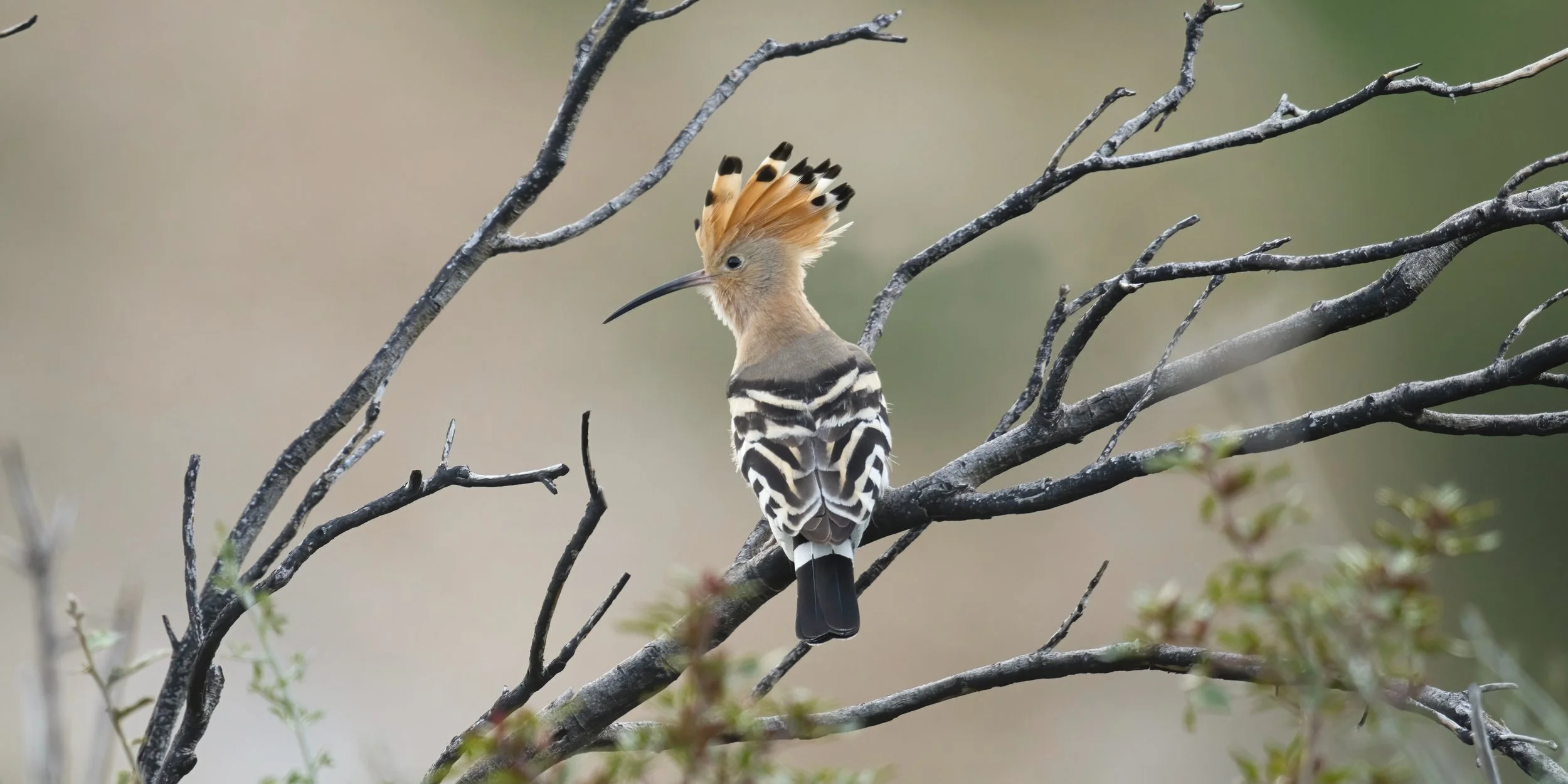 Eurasian Hoopoe (Upupa epops)