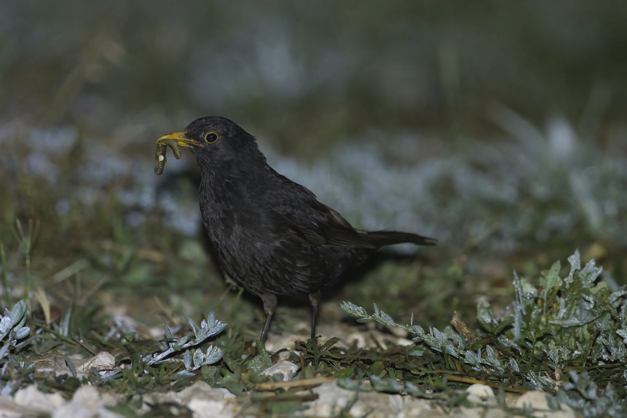 Birds of Lebanon