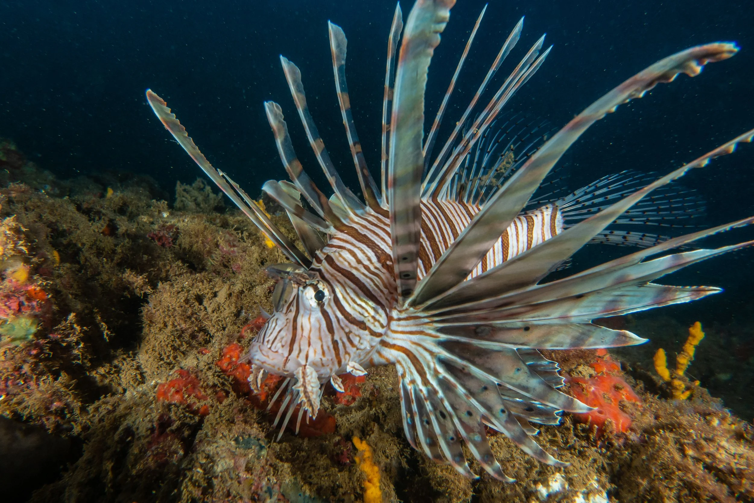 Lionfish - Lebanon Marine life