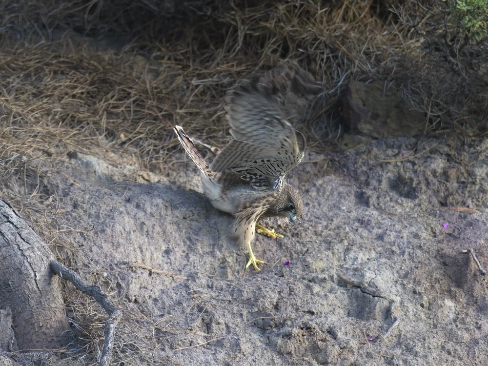 Eurasian Kestrel — The Fallen One Left The Nest