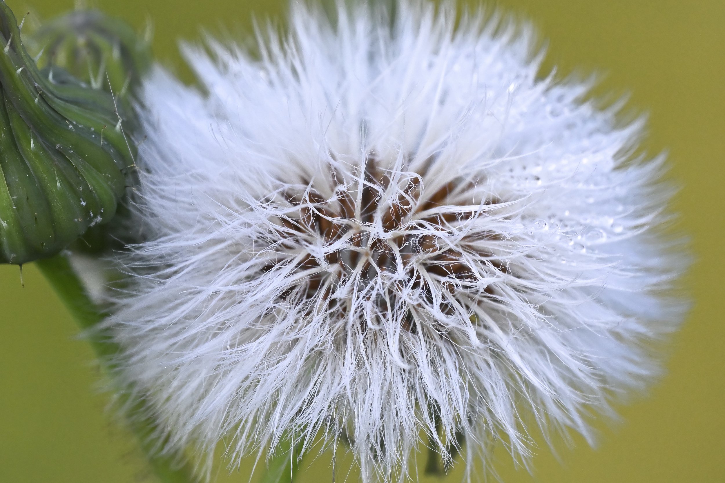 Flower Photo Lebanon