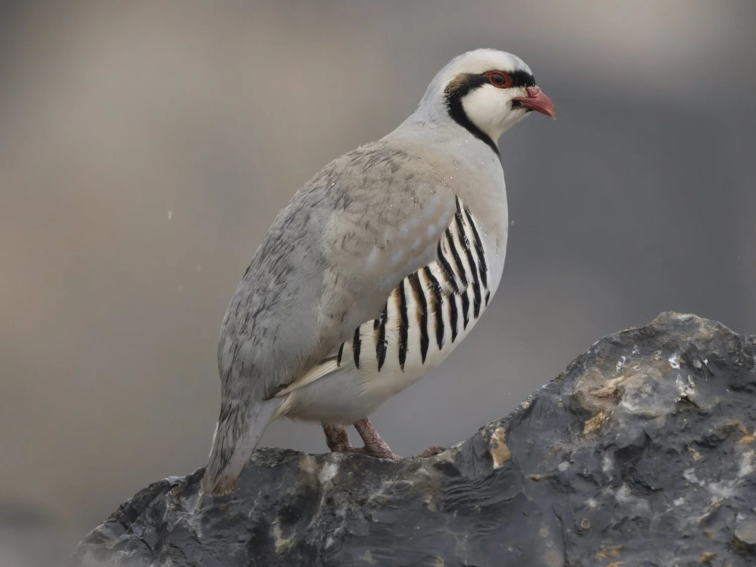 Chukar, UAE