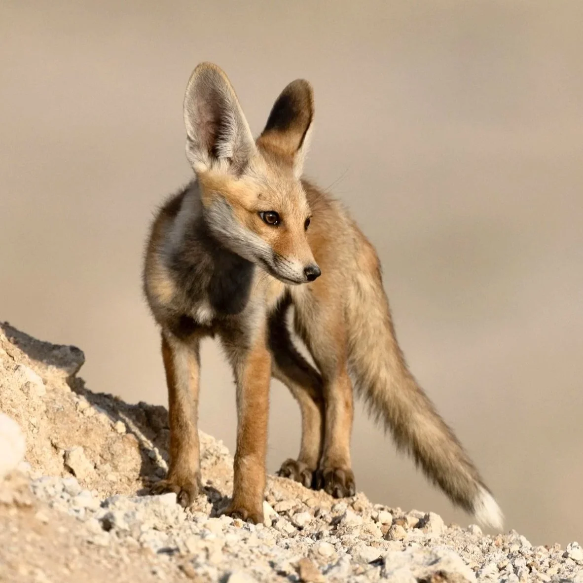 Arabian Red fox (Vulpes vulpes arabica)