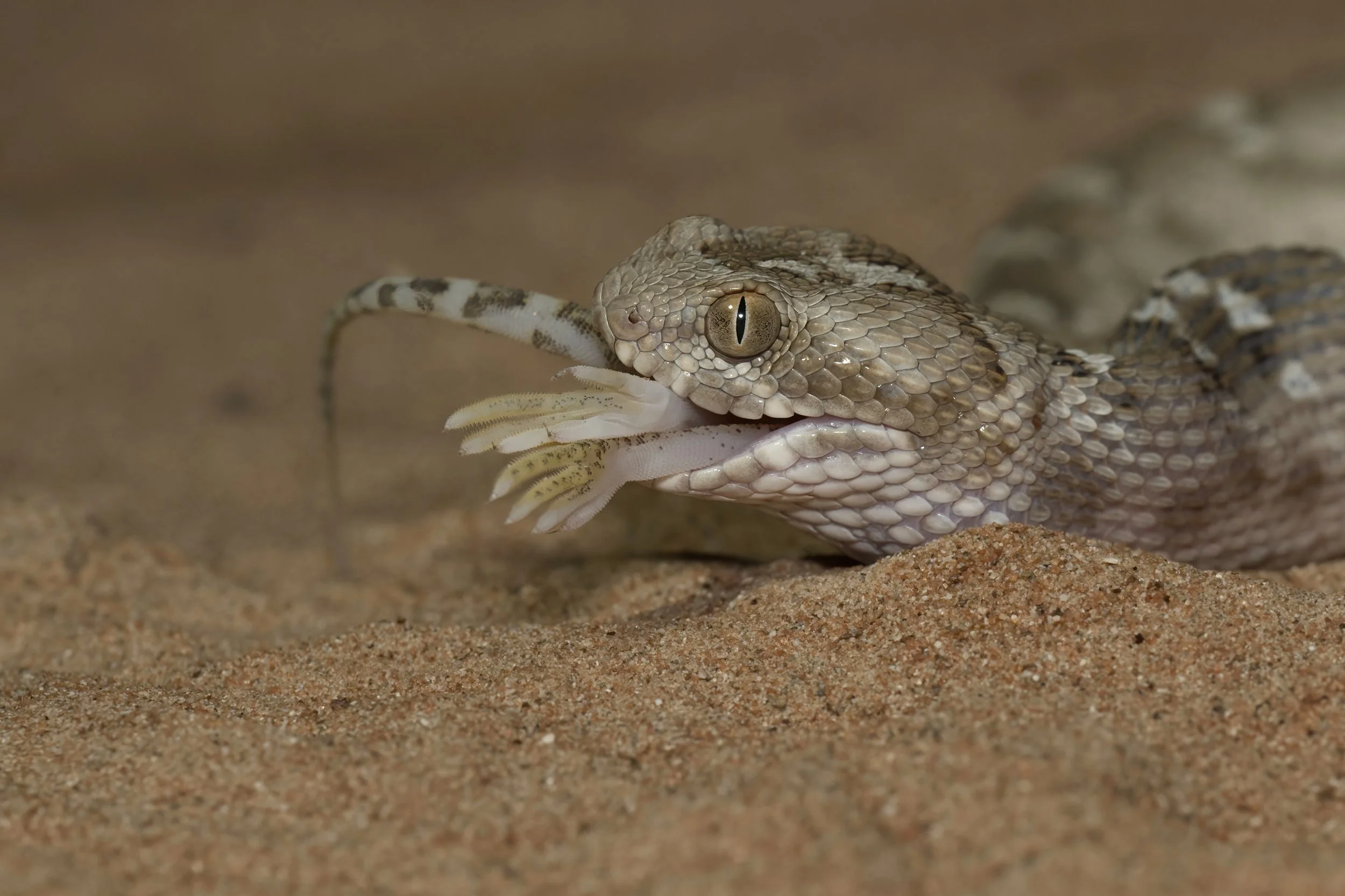 Snake eating a gecko