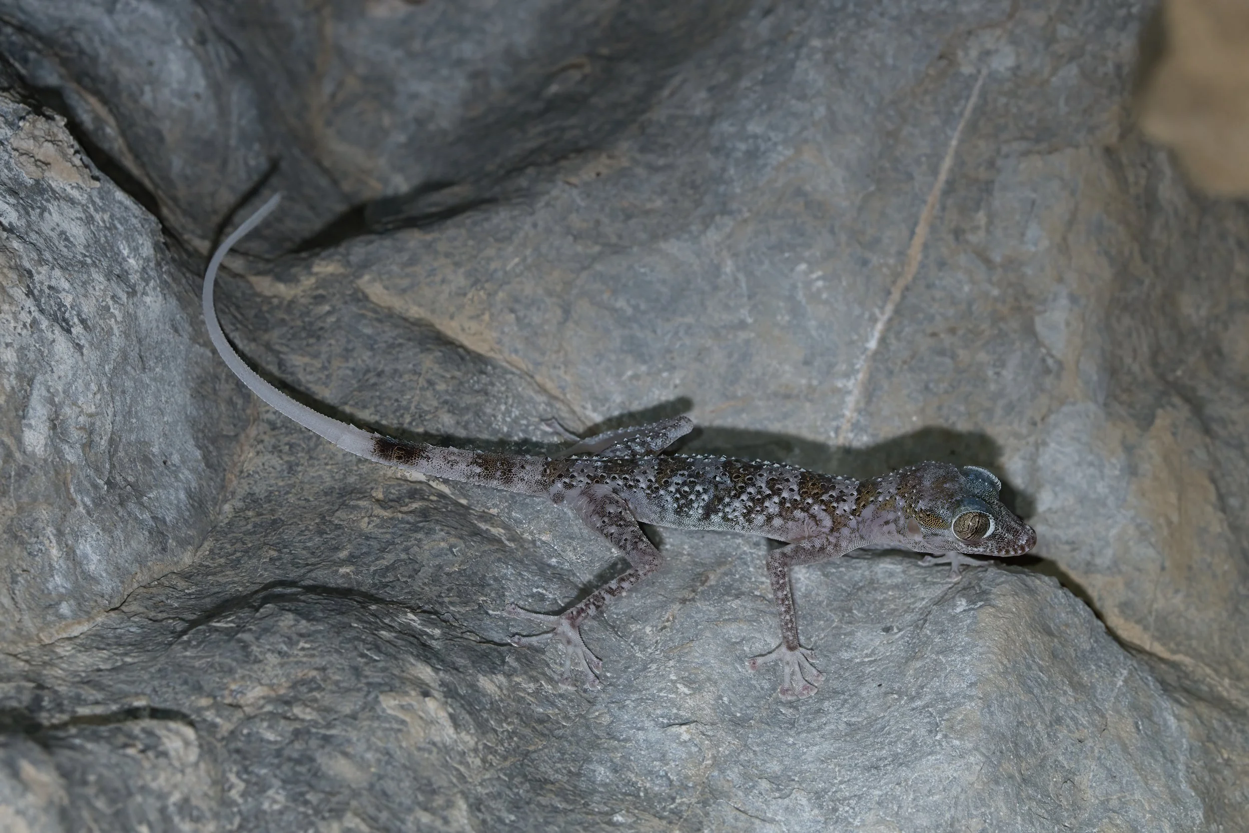 Gardner’s Leaf-toed Gecko (Asaccus gardneri)