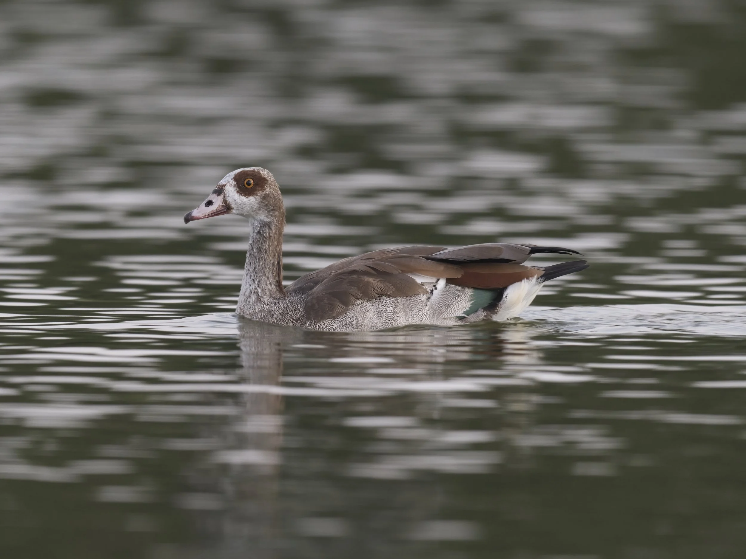 Egyptian Goose (Alopochen aegyptiaca)