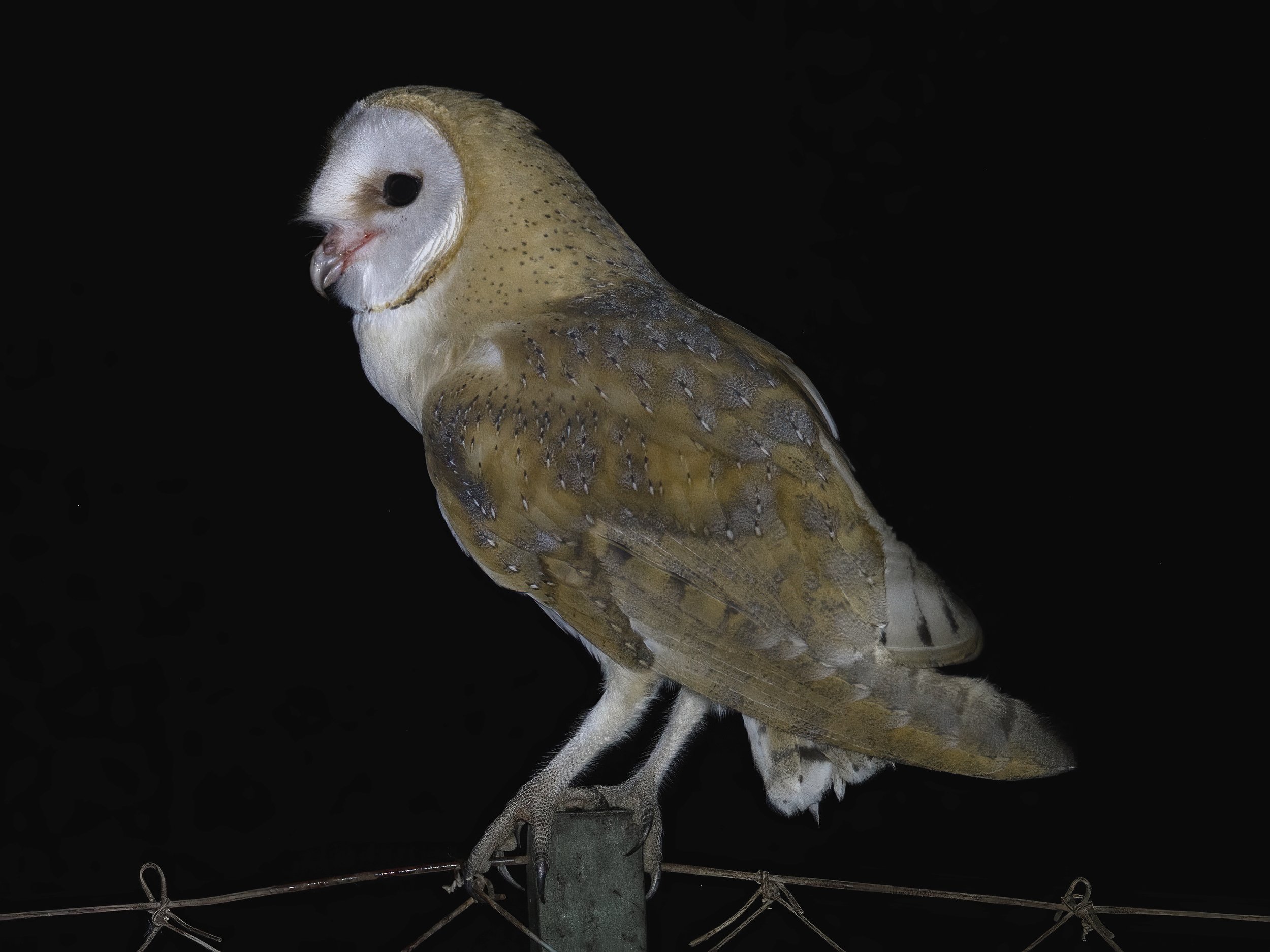 Barn Owl (Tyto alba)