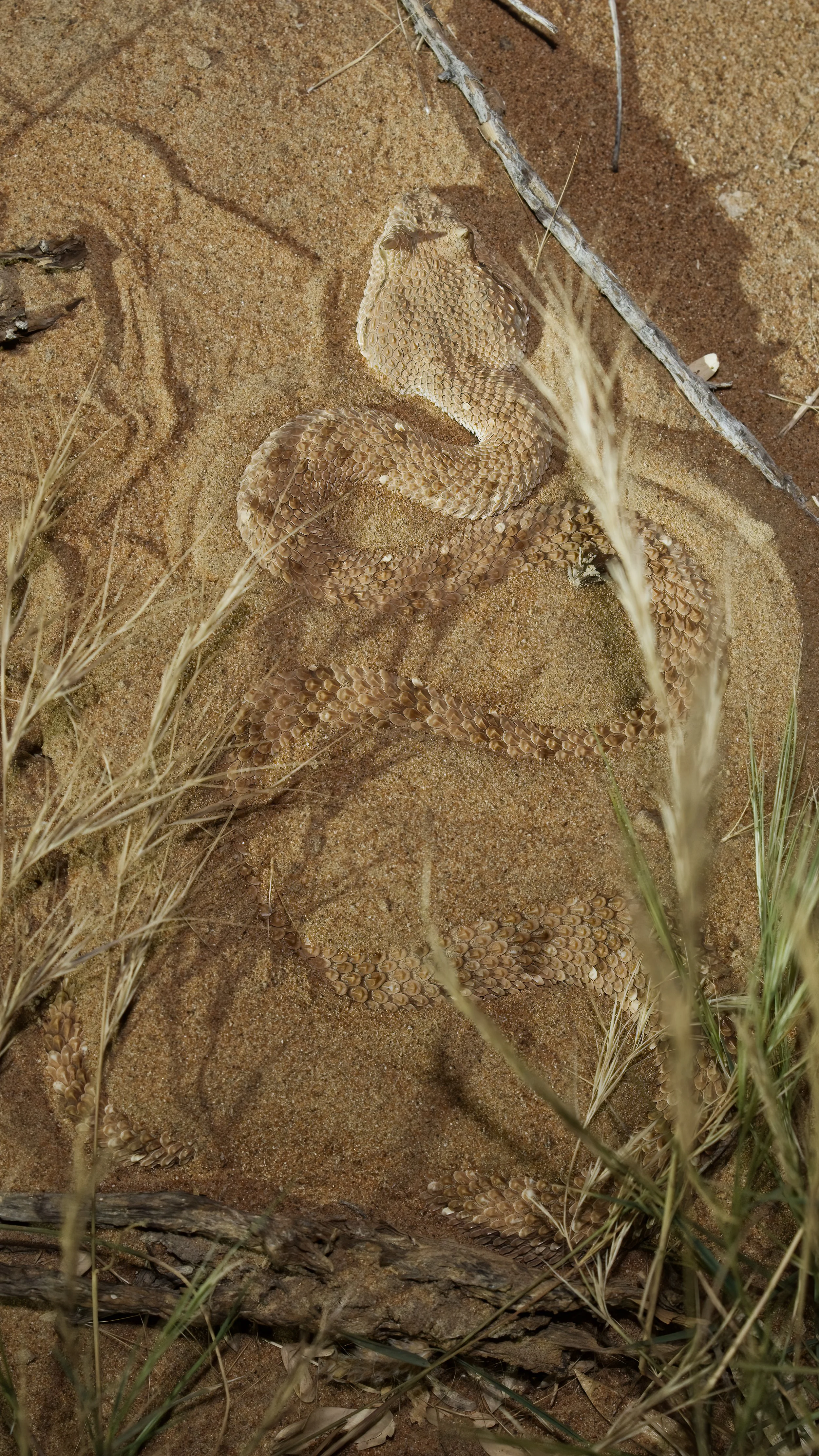 Arabian Horned Viper_Z090635.jpeg