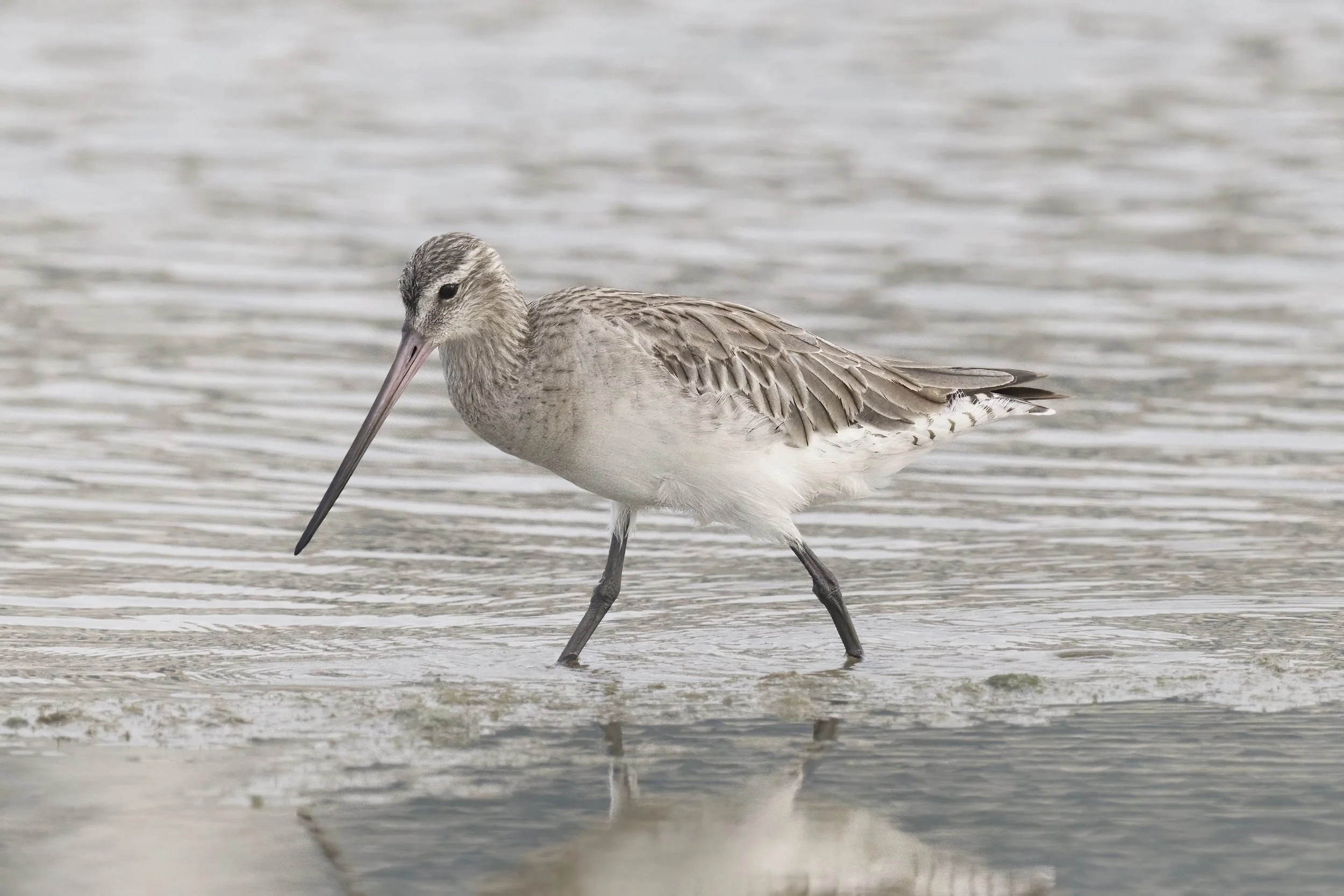 Bar-tailed Godwit / Limosa lapponica