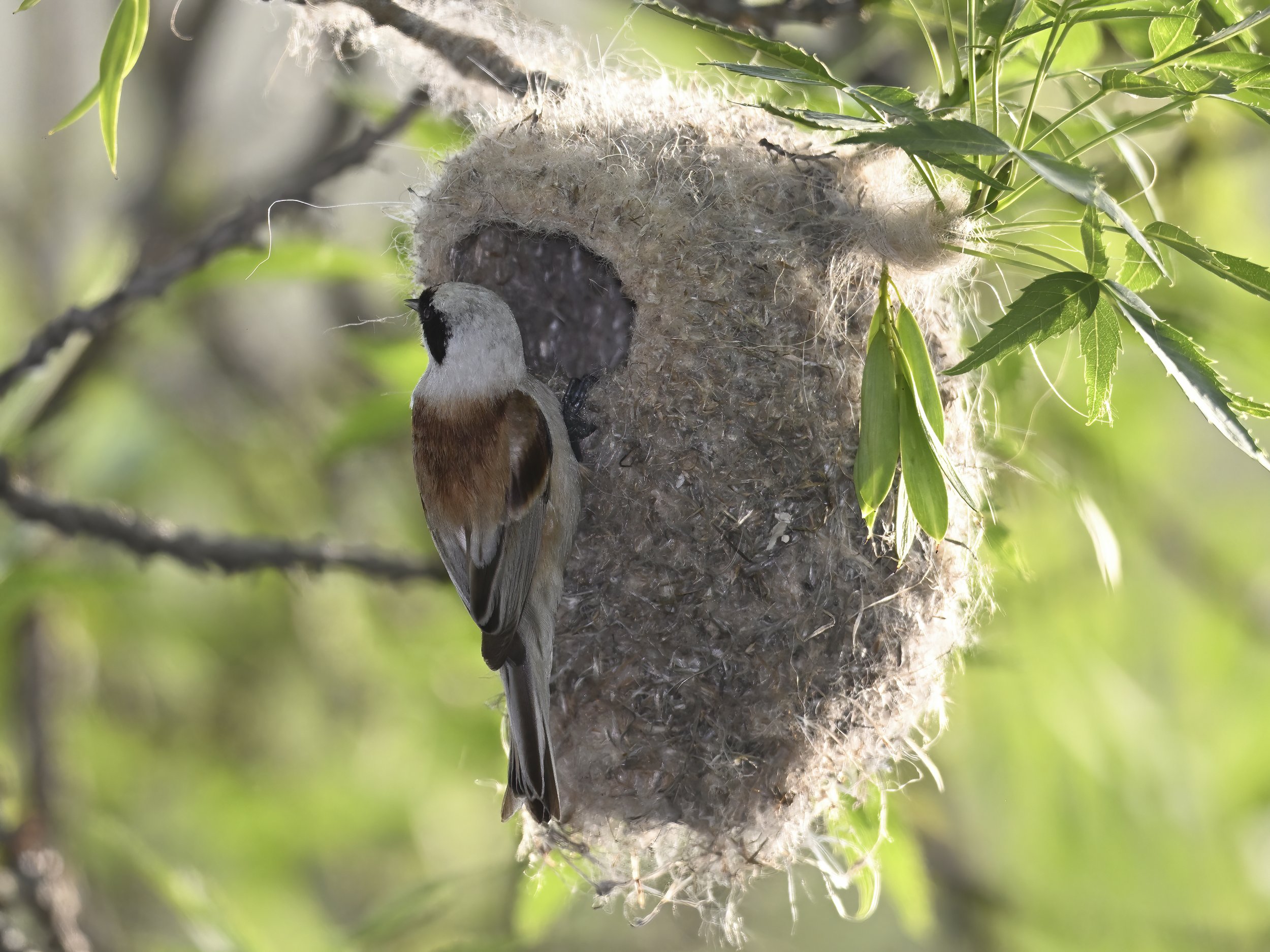 Birds nesting