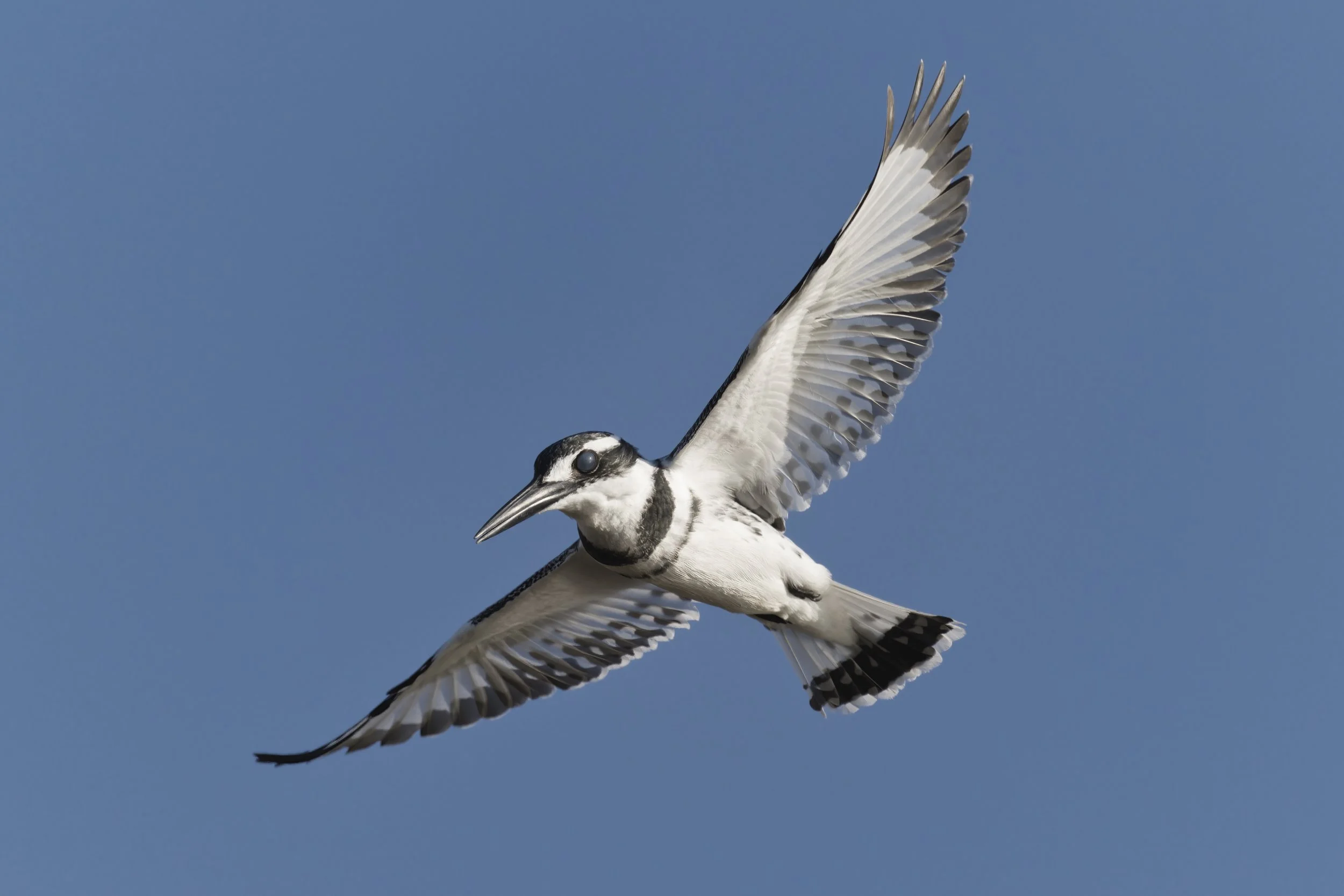 Birds watching Guide UAE